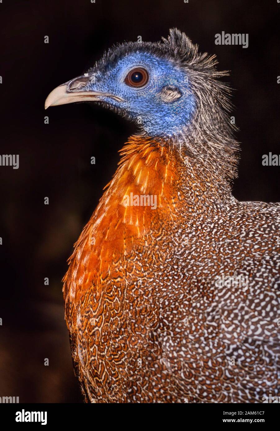 Great argus Fotos und Bildmaterial in hoher Auflösung Alamy