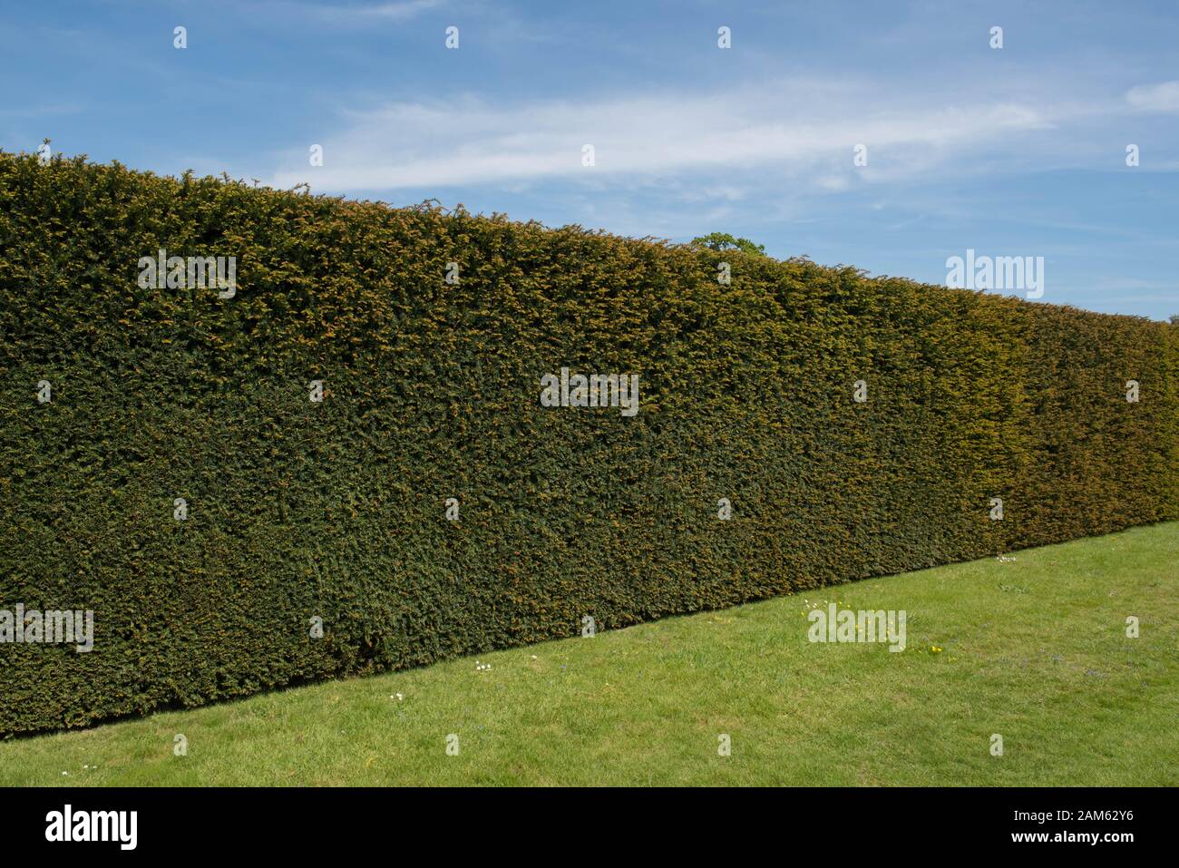 Das immergrüne Laub einer gemeinsamen, europäischen oder englischen Eibenhecke (Taxus baccata) in einem Garten im ländlichen England, Großbritannien Stockfoto