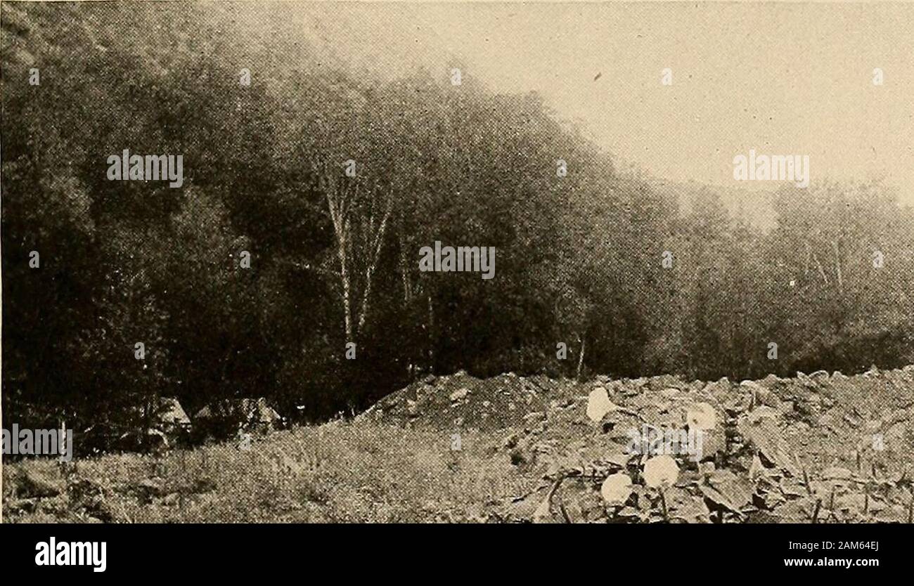 Ethnobotanik der Tewa Indians. A. in der 4-Uhr-Stellung (QUAMOCLIDION MULTIFLORUM). Dieses große Büschel GEMESSEN SEVERALFEET ÜBER. Ziemlich häufig in den Schluchten. Stockfoto