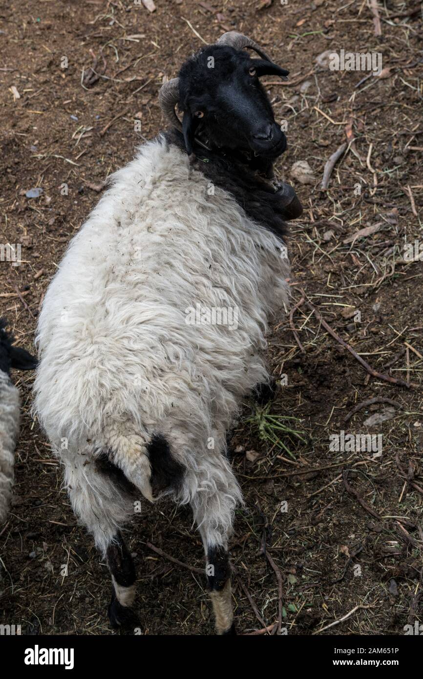 Inländische Nepali Schafe. Marpha, Mustang, Nepal Stockfoto