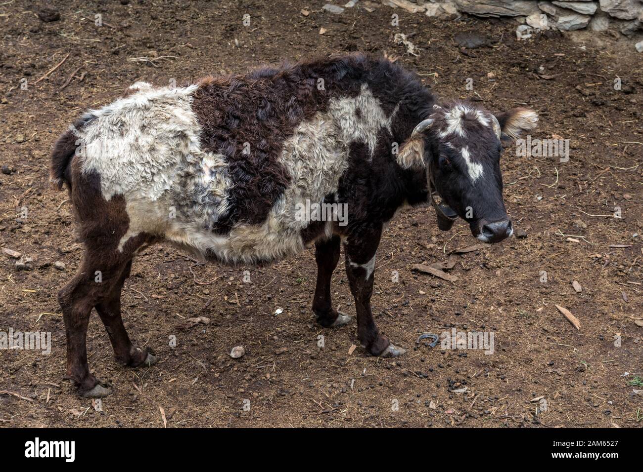 Nepali Kuh, Marpha, Mustang, Nepal Stockfoto