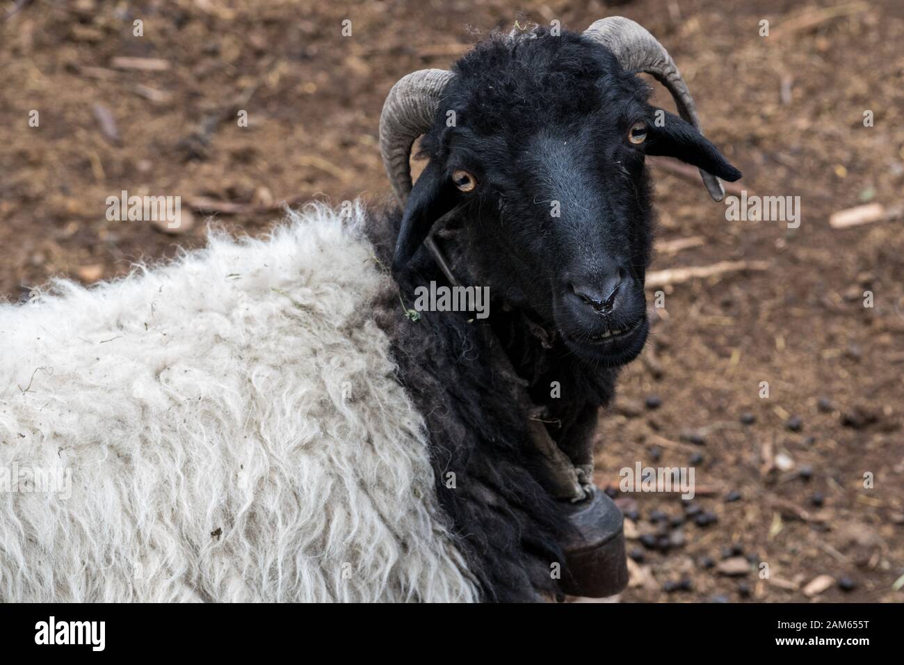 Inländische Nepali Schafe. Marpha, Mustang, Nepal Stockfoto