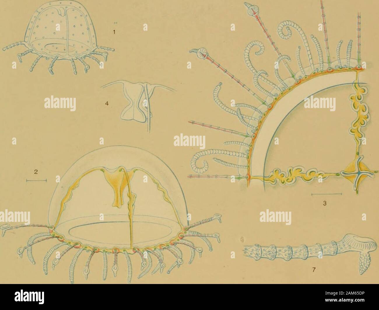 Medusae der Welt. emoides, Mayer, 1900, ebenda, Bd. 37, S. 62. - Browne, 1904, Fauna und Geog. Malediven und Lakkadiven Archipelen, Bd. 2, S. 738. Die Art ist Cubaia Aphrodite, Kubas, der Bahama und Florida reets. Platte 47. Abbn. 1 bis 3. Cubaia Aphrodite. Aufeinanderfolgenden Stufen in der Entwicklung von themedusa. Abbildung 1, 1 mm Durchmesser; Abbildung 3, Reifen Medusa 11 mm breit. Hafen von Nassau, Bahamas, Juni, Juli, 1903. Abb. 4. Cubaia Aphrodite. Seitenansicht des Brustbeins Der medusashown in Abbildung 3. Abb. 5. Cubaia Aphrodite. Eine der Rn lithocysts. Abbn. 6. und 7. Cubaia Aphrodite. Stockfoto