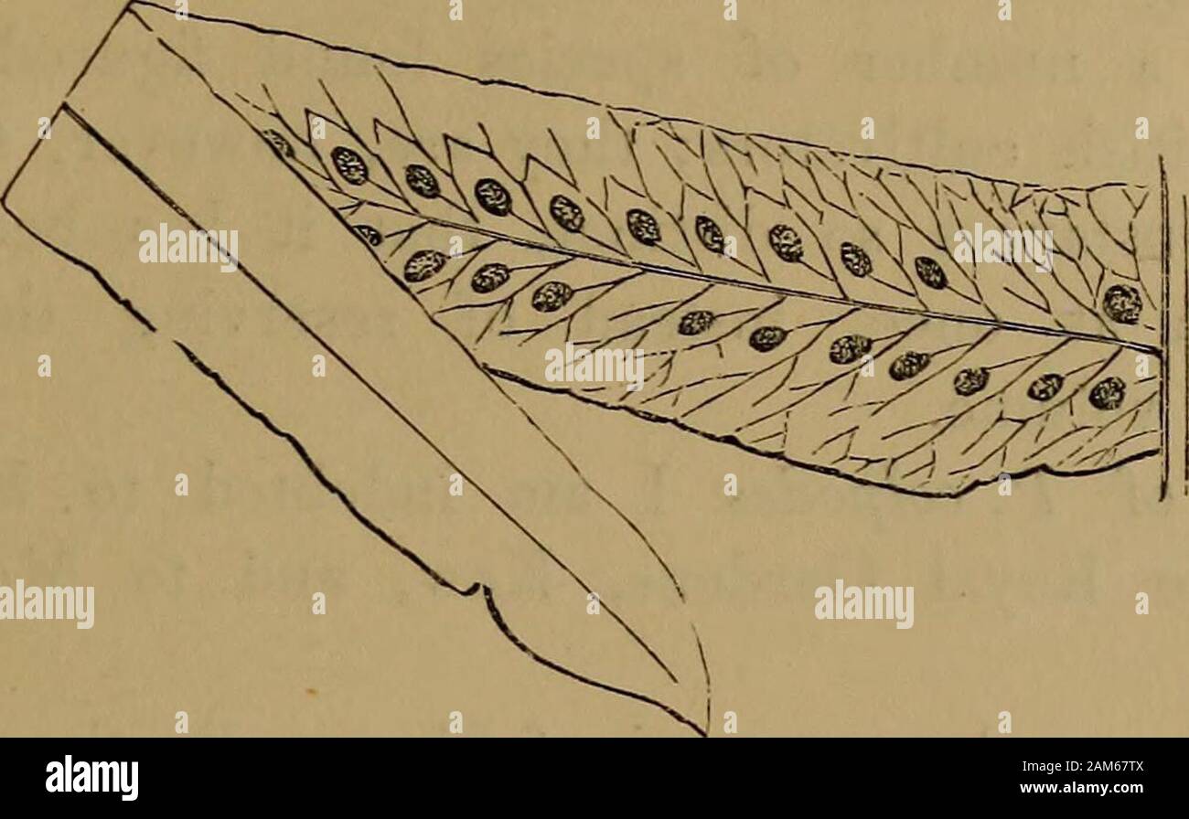 Farne: Britische und exotisch.. . LOLYPODIUM COLPODE. LX-VCL. 2.. Pinna reifer Wedel - Unterseite. POLYPODIUM COLPODES. KUNZE. Platte LX. VOL. Ii. GoniopJdehium colpodes, J. Smith. - Tolyjjodium Polypody. Coljpodes - reich an Buchten. Im Abschnitt Goniophlebium der Autoren. Eine seltene attraktive Fern. Ein Evergreen herd Arten. Heimisch in Venezuela. Wedel gefiedert, ausser in der Nähe der Spitze, wo Sie pin-natifid; linear-Lanzettlichen; pinnse Ungefähre, Stiellose, alternateor Sub - gegenüber, längliche, Spitze zugespitzt, ungleich in der Größe; etwa 25 Paare und eine ultimative. Venen anastomosing Bereich an, mit einem freien Stockfoto