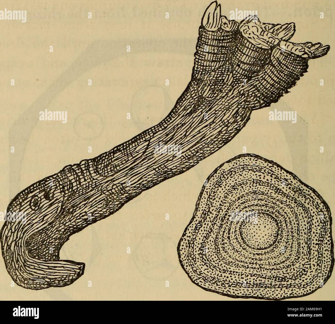 Ein begleiter in die Vereinigten Staaten. somewhattranslucent pharmacopia; an den Rändern. Schwillt in heißem Wasser zu einem klaren Gelee. Als Artikel von Lebensmitteln für Invaliden und anderen verwendet wird. Taraxacum; US * Taraxacum. Taraxaci Radix - Lowenzahnwurzel, G.; Pissenlit, Dent de Lion, F.; Taraxacon, Dente de Leon, Sp.; Maskrosrot, Sw.; Löwenzahn. Herkunft. - Taraxacum Dens-Leonis, Desfontaines (Compositm). Lebensraum. - Europa und die Vereinigten Staaten. Teil verwendet. - Die Wurzel im Herbst gesammelt. Beschreibung - Siehe die Pharmakopöe, Seite 331. Taraxacum ist häufig viel verfärbt, die von Insekten, Schimmel, beschädigt oder anderweitig worthles Stockfoto