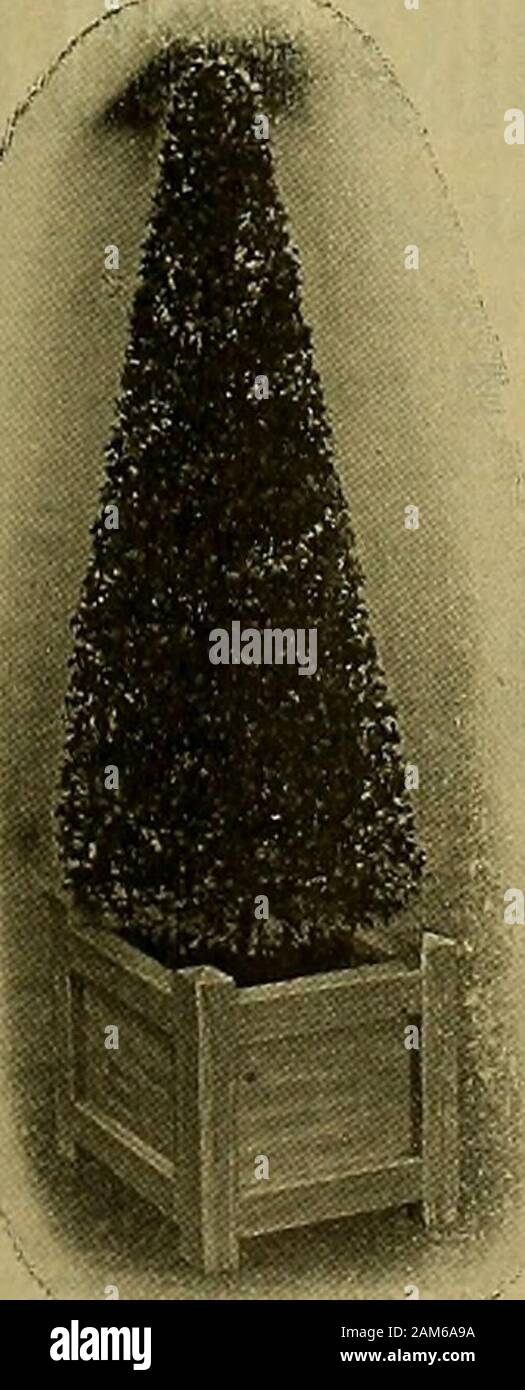 Die amerikanische Florist: Eine wöchentliche Zeitschrift für den Handel. nimitable. Zwerg und Rosy Morn, in voller Blüte. Süße Alyssum, Teppich von Schnee oder wenig GemlThunbergia oder Black Eyed Susan. Lobelia, Crystal Palace, blau, Zwerg. Kalifornien Riese Petunia, 3 in., $ 5,00 pro 100. Astern, 5 verschiedene Farben, 2 H-in.. 3c: Crego, weiß. Rosa und Rose, 2H-in Töpfen. $ 3.00 pro 100. ^ Jetzt ist die Zeit, die für die Anpflanzung von Moonvine. &Lt;0r vergessen Sie nicht, dass wir die Erzeuger von andshippers Ipomea Noctinorum, die reine whiteMoonvine, mit Blumen so groß wie eine Untertasse, veryfragrant und die frühesten Moonvine in Existenz, für die wir eine wo Stockfoto