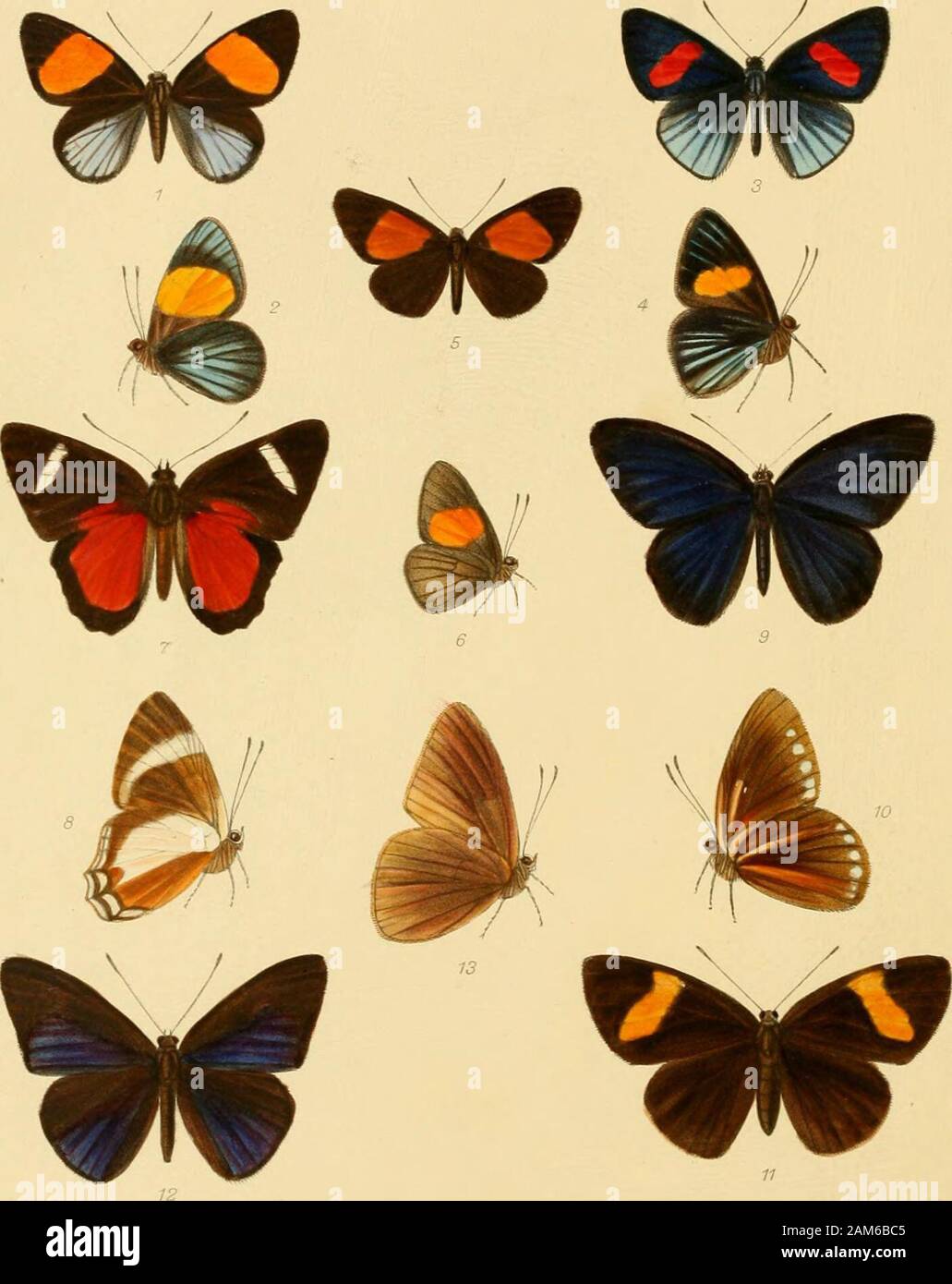 Rhopalocera exotica; illustraions Neuer, selten und Unbeziffert Arten von Schmetterlingen. scriptions allein ohne begleitende Zahlen würde, innerste der Spezies, völlig unzureichend sein, Sie zufriedenstellend zu identifizieren. Meinen besten Dank an meinen Freund Herrn Hon. AValter Eothschild und toDr. Jordanien für das Darlehen der vielen line Arten in der Tring Museum,,die sich im letzten Teil des Buches enthalten, und für die wertvollen Informationen. Ich habe auch Herrn Kirby (Wer war mit mir in thepreparation der ersten beiden Bände), Dr. Butler und Herr Reiher, der BritishMuseum danken, für t Stockfoto
