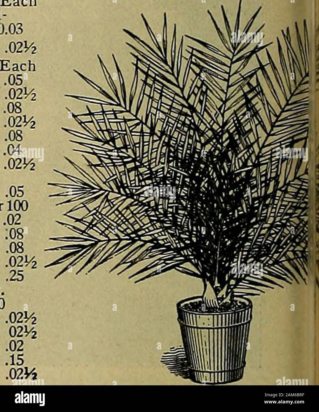 Die amerikanische Florist: Eine wöchentliche Zeitschrift für den Handel. 6 Lanatum Weinstock 3-in.. .07 4-in.. .12 Lantanas 4-in.. ,08 * 3-in.. .05 2. in.. mV 2 Lobelia, einem 2-in.. 02 UHR EachLobelia, Katherine Mal-Schmalz, verdoppeln.. 2-in.. 0,03 $ Mme. Salleroi. 2 in.. PHOENIX CANAKHN 7-Zoll Töpfe, 40 bis 44-in. großen 8-Zoll-Töpfe, 46 bis 50 in. Hi^9-Zoll Töpfe, 50 bis 54 in. Hig 10-Zoll-Töpfe. 60 bis 64in. hiePHOENIX R £ CUN&gt; jede D 4-in $; 5-in; 6-i.n $ 0,75 PHOENIX ROEBELENIL D2H-in 5 $ 6-in l: 6. stark? 1; 02.15. 07.03. 06.02 Uhr Mme. Salleroi 3-in.. Margeriten, Gelb 2-in.. 4-in.. Weiß 2-in.. • Einzelne weiße... 4in.. Nasturt Stockfoto