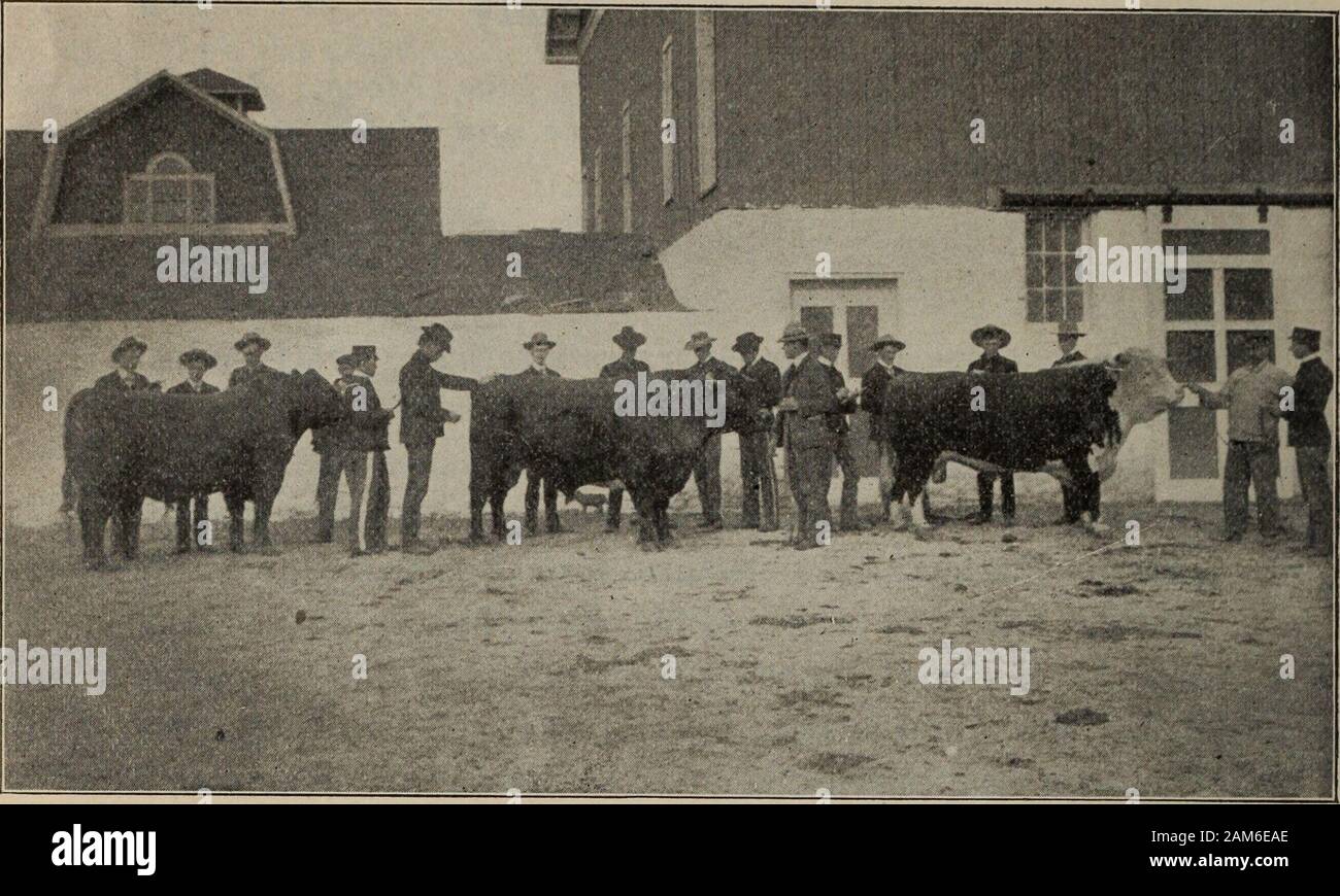 Colorado Agricultural College Bulletin. orado Bedingungen. Eine große, gut beleuchtet und gut ausgestattete Live Stock Klasse - Zimmer ist vor kurzem für die Unterbringung von Studenten im praktischen Leben lieferbar Themen gebaut worden. Dies wird sich als veryvaluable in die Ausbildung der Studenten bei der Auswahl und der Richter- live Stock. Studienanfänger auf Lager Beurteilung Übungen verwenden Scorecards die notwendige Praxis zu erwerben, auf typische Tiere in ihren Köpfen tofix, den Wert einer perfekte Entwicklung verschiedenen ofthe Teile oder Punkte des Tieres. Durch thispractice im zählen Tiere durch Vorträge tragen ergänzt - Ich Stockfoto