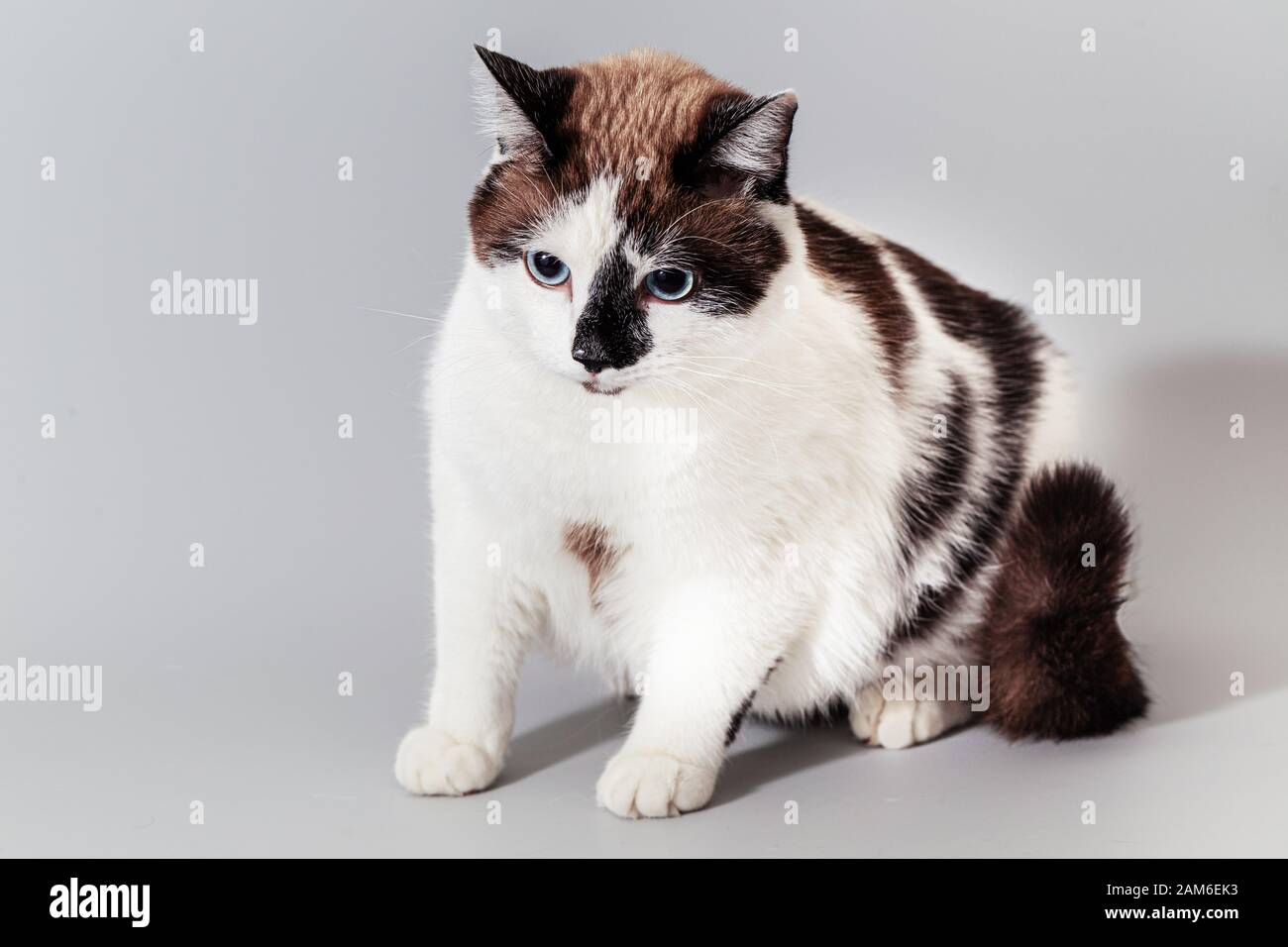 Katze Halbrasse Schneeschuh auf einem grauen Hintergrund. Stockfoto