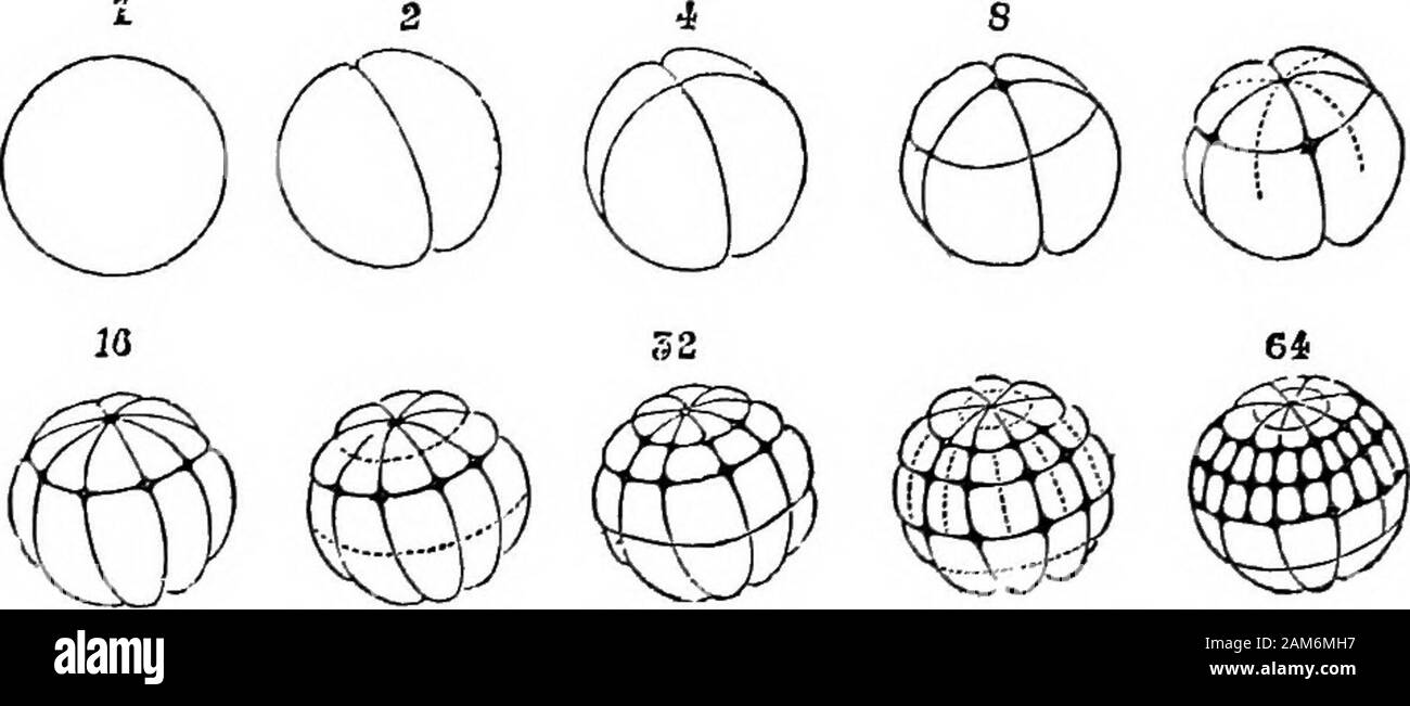 Der Frosch: eine Einführung in die Anatomie, Histologie und Embryologie. Pol der Ei eine Depression nowappears, zunächst als eine kleine Grube und dann als Groove, der 108 ENTWICKLUNG DER FROSCH bald rundum erstreckt, und rasch zunehmende, teilt die egginto zwei völlig getrennten Hälften entlang einer Ebene correspondingwith die senkrechte Platte oben erwähnt. Jeder der beiden Kerne bald wieder in zwei teilt, und asecond Cleft wird in gleicher Weise wie vor gebildet: Es werden auch isvertical, sondern in einer Ebene rechtwinklig zur ersten, und onits Abschluss das Ei besteht aus vier exakt Ähnliche se Stockfoto