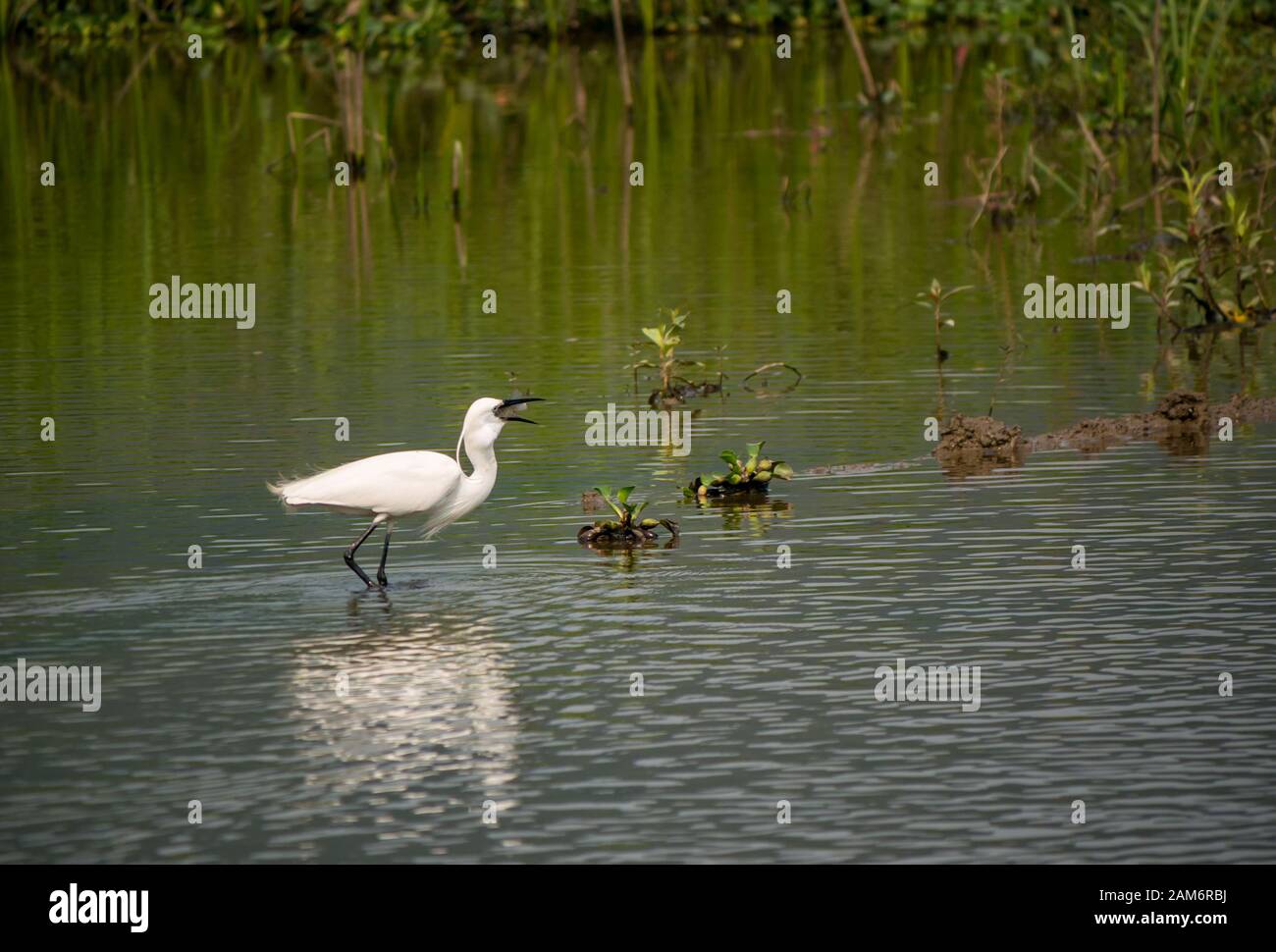 Egret, Egretta garzetta, in Fischteich Fang Fisch, Tam Coc, Ninh Binh, Vietnam, Asien Stockfoto