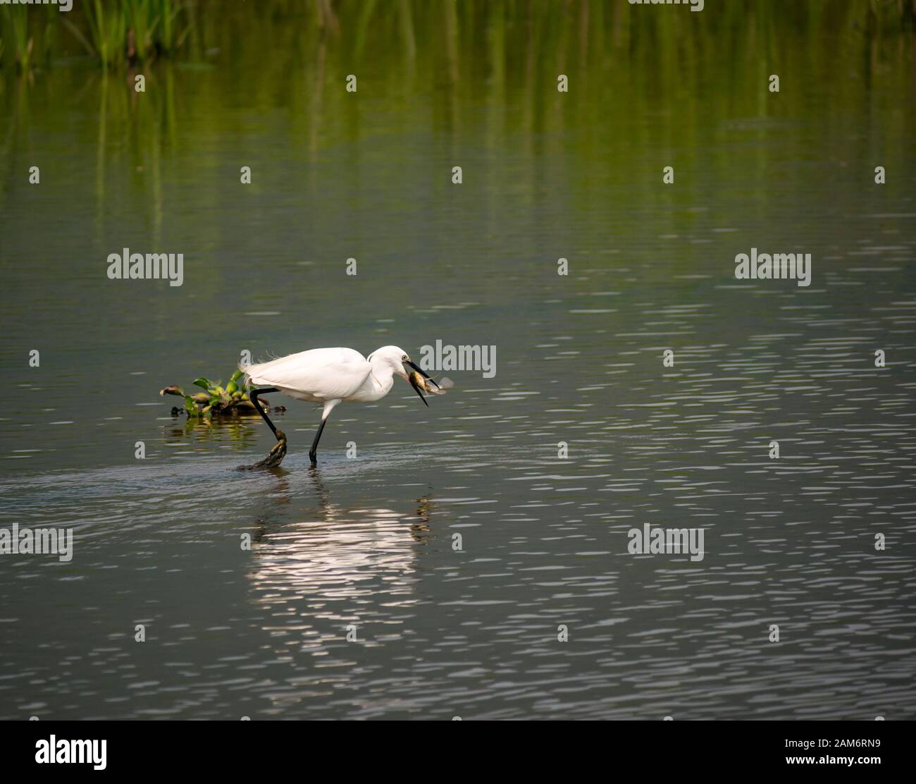 Egret, Egretta garzetta, in Fischteich Fang Fisch, Tam Coc, Ninh Binh, Vietnam, Asien Stockfoto