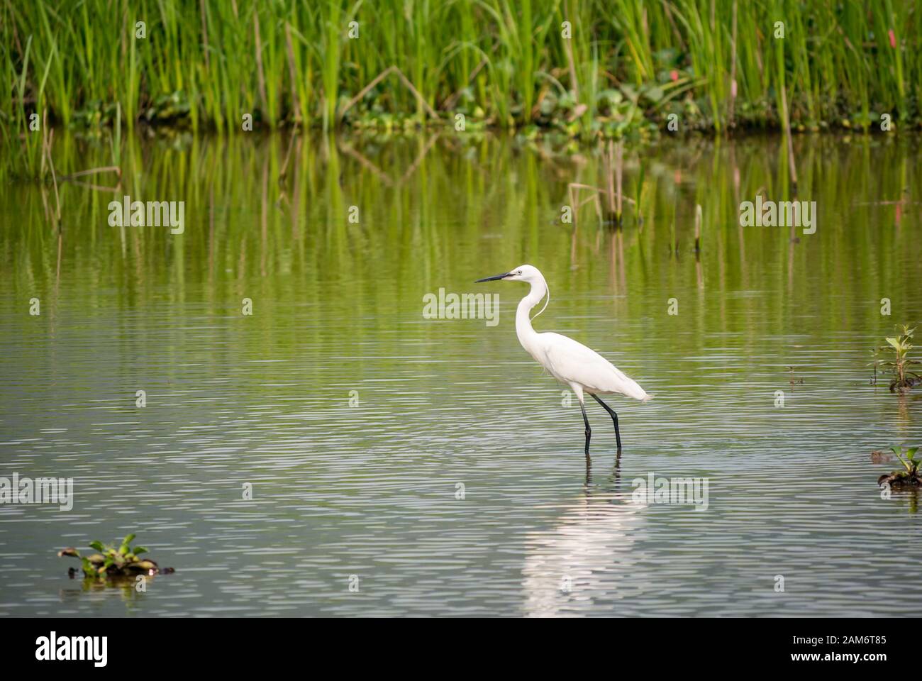 Little Egret, Egreta garzetta, in Fischteich auf der Suche nach Fisch, Tam Coc, Ninh Binh, Vietnam, Asien Stockfoto