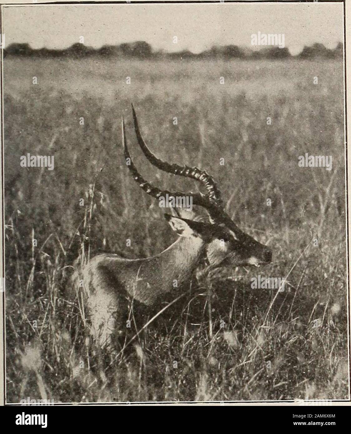 Moving Picture News (1911). Hunter Allan Schwarz Paul J. Rainey Jäger George OutramCopyright von Paul J. Rainey - spezielle Genehmigung von Outing Magazin. Gibt es nicht sehr viele Reptilien gibt es? Ich fragte. Oh, viele von ihnen. Die python war natürlich, dass wir theworst aufgetreten. Eines Tages war ich wandern outthrough das hohe Gras, mit ein paar Männer auf jeder sideof mich in Abständen abgesehen, und plötzlich einer von Ihnen ein Hilferuf des in seiner Muttersprache, sah ich das bewegte Bild NACHRICHTEN 17 sah eine immense Python nur raismg seinen Kopf aus dem Gras, und wie stark es in den Frühling. Ich ha Stockfoto