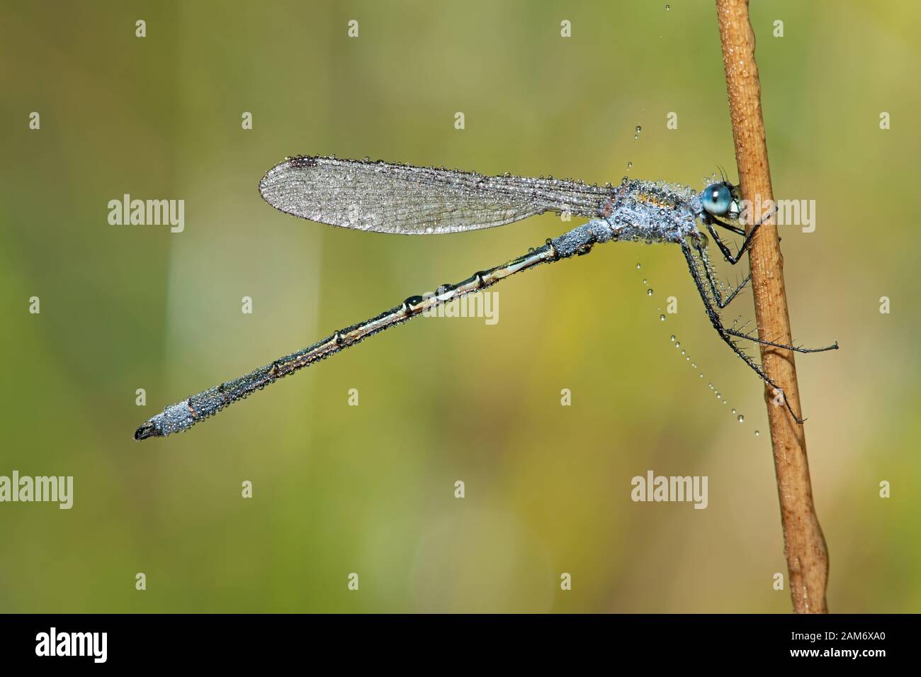 Emerald Damsellfly (Lestes sponsora) am Morgen mit Tau bedeckt Stockfoto