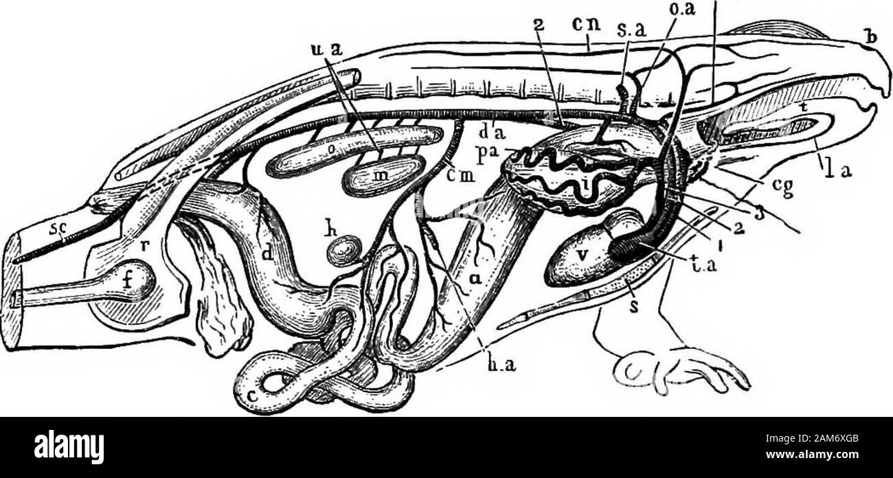 Der Frosch: eine Einführung in die Anatomie, Histologie und Embryologie. Mittlere Zeile der ventralbody-Wall auf der Ebene der Leber, wo es leavesthe Körper - Wand und teilt sich in Recht und leftbranches, die die rechten und linken Lappen der Leber. Während die itreceives iollowing Venen: Ich. Vesical Venen, von der Blase, ii. Parietale Venen, aus dem ventralen Körper-Wand. Die AETEEIES 29 III.A cardiac Vene, aus einem Netzwerk von Schiffen aufder Truncus arteriosus. y^2. Die Pfortader in die Leber ist eine große Vene, die runsin des Mesenteriums und verbindet die anteriore Abdo - minal Vene an seine Stockfoto