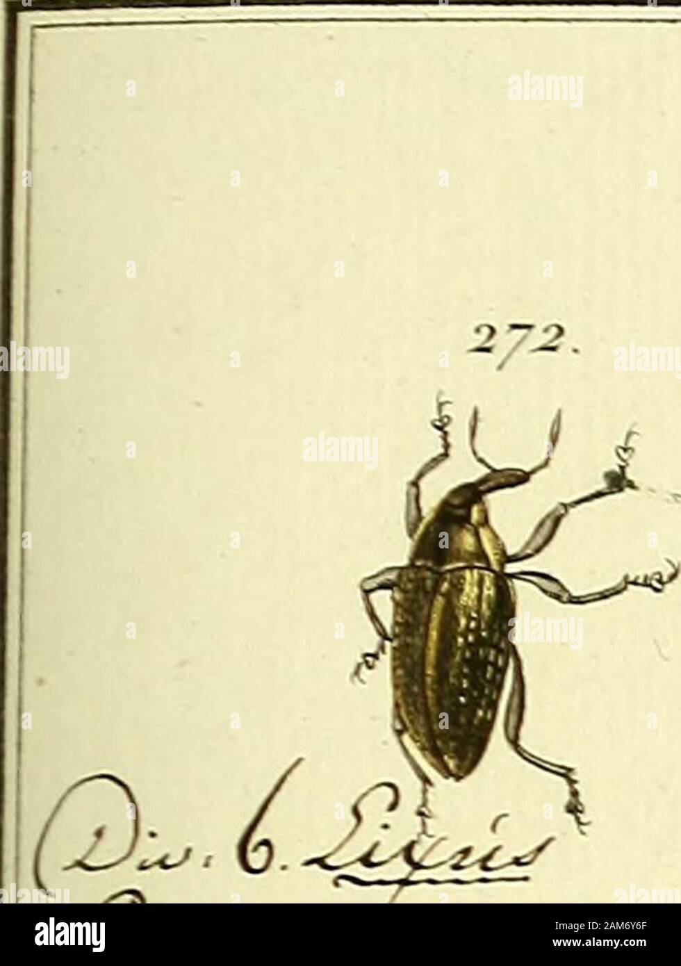 Entomologie, ou Histoire Naturelle des Insectes: avec leurs caractères génériques et spécifiques, Leur Beschreibung, Leur Synonymie, et leur enluminée. Ich Meamer JiftZTiceau jnntX r dc.l &Lt;i°. 83. CH-IIAN S AUF, Rz^ rr^./ro. J^Z. XXI. 2/3. 274. 27 ff. Stockfoto