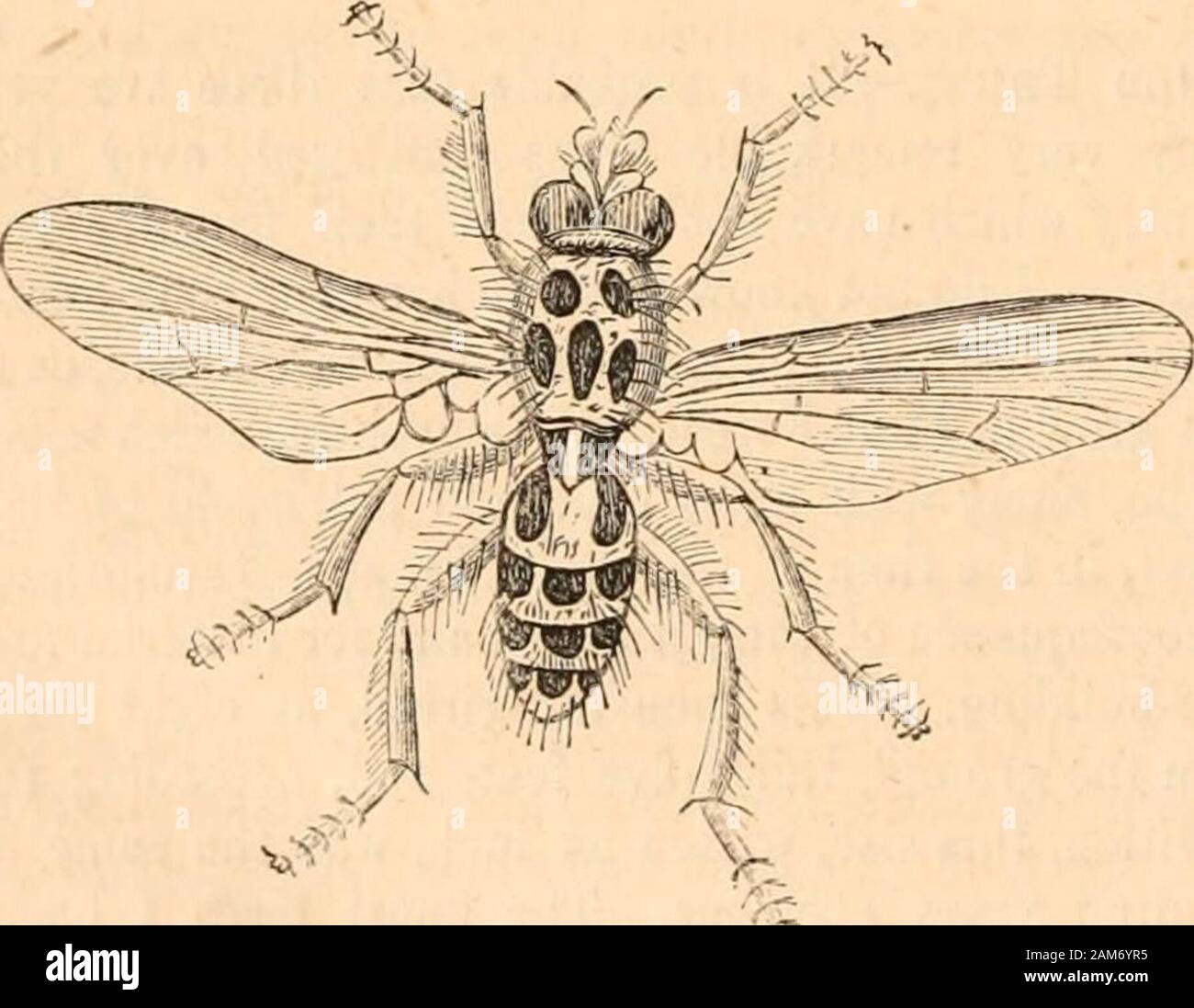 Hardwicke's Science - Klatsch: Eine illustrierte Medium der Interchange und Klatsch für Studierende und Liebhaber der Natur. Er einfach glasstube im allgemeinen Gebrauch. Es besteht aus einer flexiblen Leitung Glas Rohr (A) von drei auf fünf Zoll (oder mehr) in der Länge, und über 6,3 mm Bohrung, an einem Ende mit einem flexiblen Leitung indiarubber Schläuche (b) Etwa die Hälfte thelength eines von ausreichender einfach das Glas Rohrbohrung toadmit, ist befestigt, durch bind-ing Thread dicht, wie bei c; Die otherend von b gestoppt wird mit einem kleinen Stecker ofwood, aud auch gebunden mit Gewinde wie bei d; die Aktion, die durch Druck von Demdaumen und Finger, ist Stockfoto