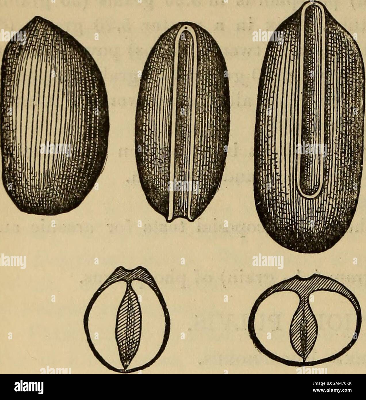 Ein begleiter in die Vereinigten Staaten pharmacopia;. ist muchlarger, fast zylindrisch, andhas eine viel kürzere Nut andhilum. Inhaltsstoffe -- das Alkaloid physostigmin (auch als eserine) und calabarine, neben Stärke, Öl, usw. Arzneimittel benutzt.-Phy-sostigma ist ein leistungsfähiges producingextreme poisonin übermäßige Dosen, Schwäche, Erbrechen, langsamen und schwachen Puls, Einsturz, und Tod. Es ist manchmal Ordeal bean genannt, in Afrika in Form eines infu-Abbn verwendet. 411-415.- Ph. v., Physostigma venenosum, sion als eine Tortur, und Querschnitt; Ph.c, Physostigma cylin-T. •. ?,,, Drospermum, ein Stockfoto