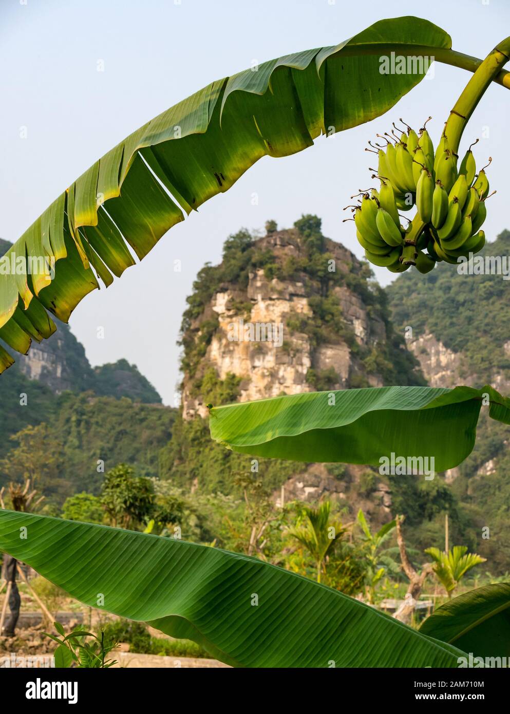 Bananenblätter und viele wachsende hängende Bananen, die Kalkkarstberge umrahmen, Tam Coc, Ninh Binh, Vietnam, Asien Stockfoto