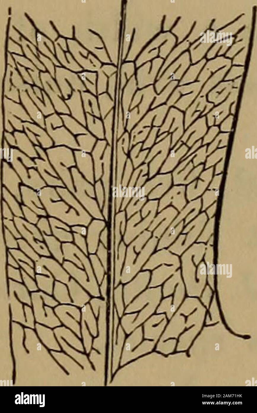 Farne: Britische und exotisch.. . XL I. Teil der Ohrmuschel des reifen Wedel - obere Seite. POLYPQDIUM TERMINALE. Sprengel. Link. Kunze. Platte XLIV. VOL. Ii. PJiymatodes terminale^ Chrysopteris J. Smith. Link. - Polypodium Polypody. Beenden - Terminal. Im Abschnitt Drynaria der Autoren. Eine sehr unterschiedliche Arten zu den anderen Farnen der sectionDrynaria. Ein Evergreen herd Farn. Heimisch in Ostindien. Wedel gefiedert Unten, Oben, und triangularly pinnatifid-eiförmig in Form; Venen und mittelrippe von Wedel; ebeneous veinsinternal, kaum sichtbares Compound anastomosing Bereich, und haveclub - vorangegangen apices. Öde Stockfoto