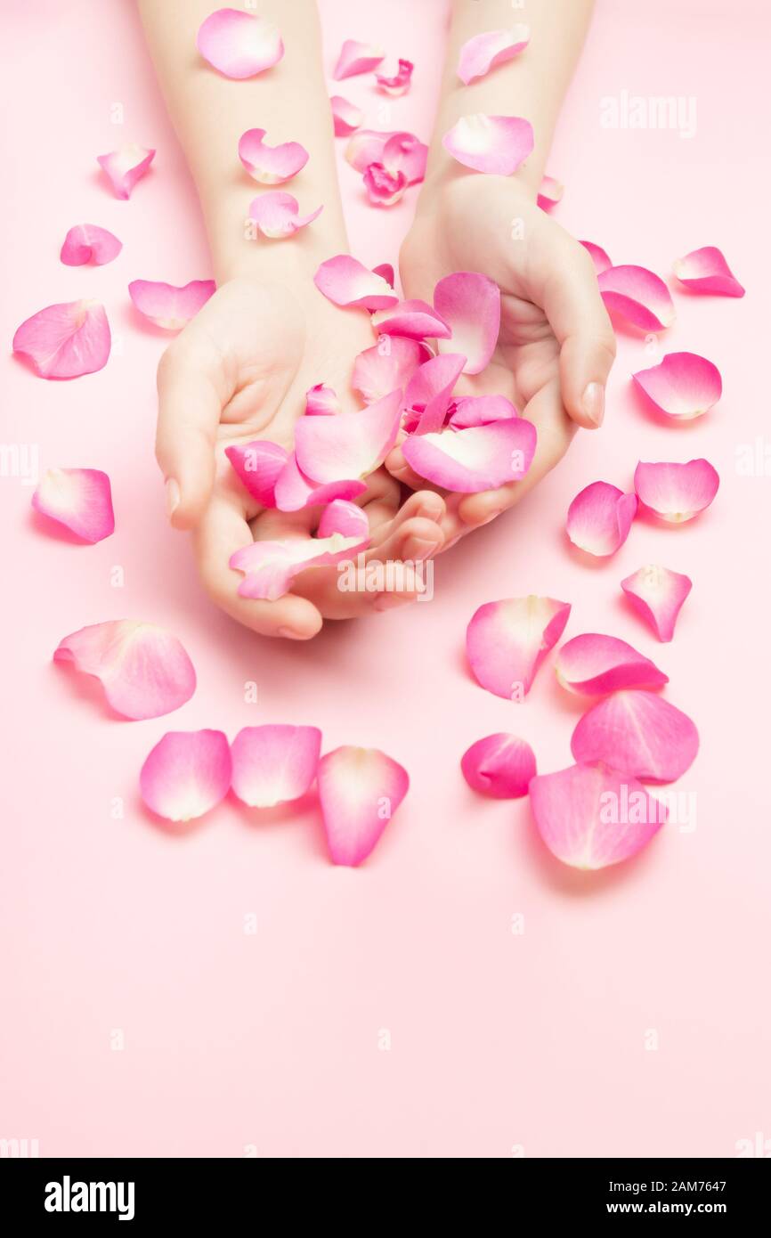 Die Frau, die Hände halten rose Blumen auf einem rosa Hintergrund. Ein dünnes Handgelenk und natürlichen Maniküre. Kosmetik für empfindliche Haut Pflege. Natürliche Blütenblatt Stockfoto