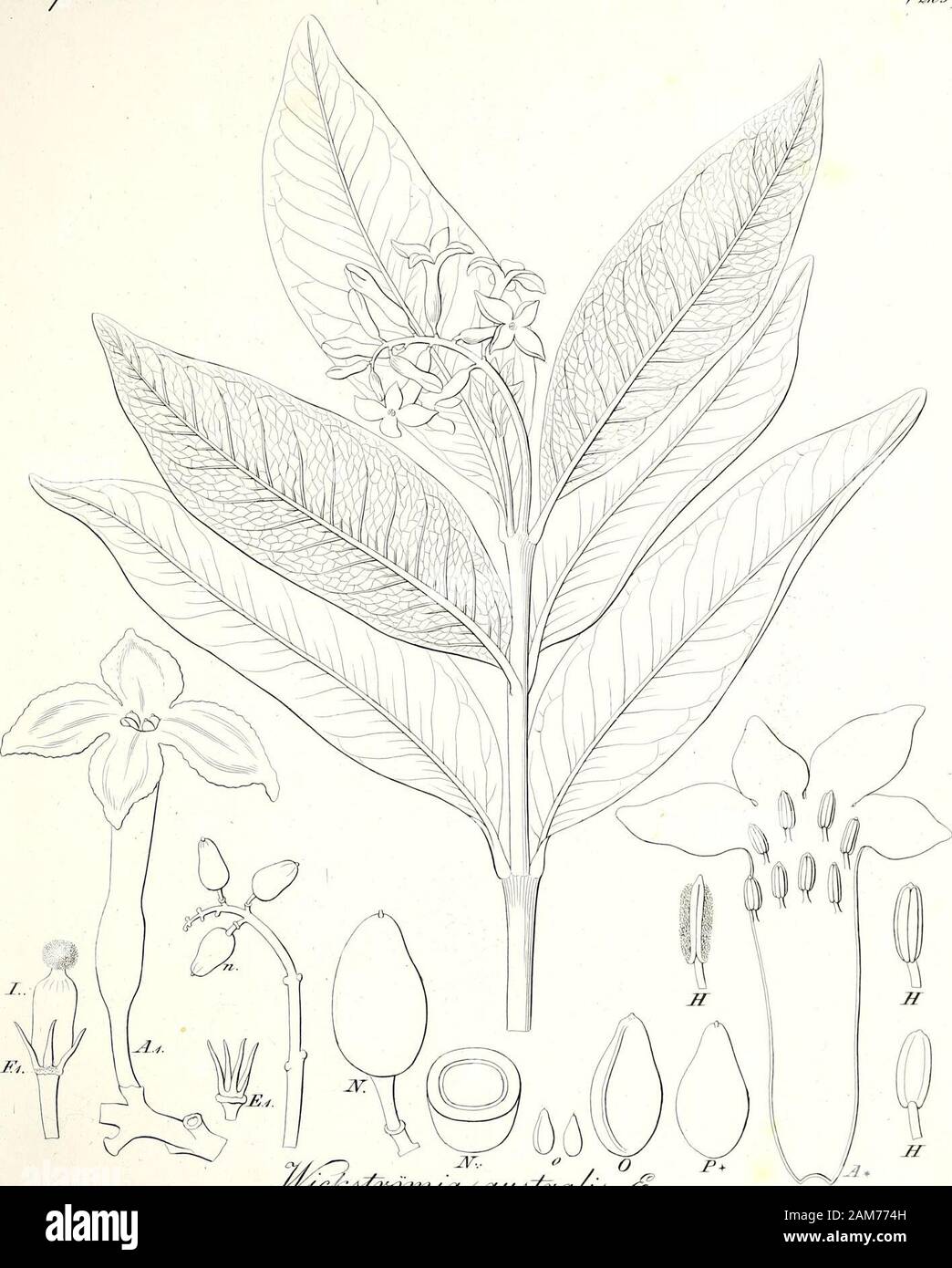 Iconographia generum Plantarum. Ujsl,. *Sz* w-??-e?/&lt; ich!& £&lt; 57. ^^ iAii U/e^. /I, /0 j.j. y&K 6. S3 ezu * rtA 6"&gt; faicet &. ConosperirLeaa fijaaj Stockfoto