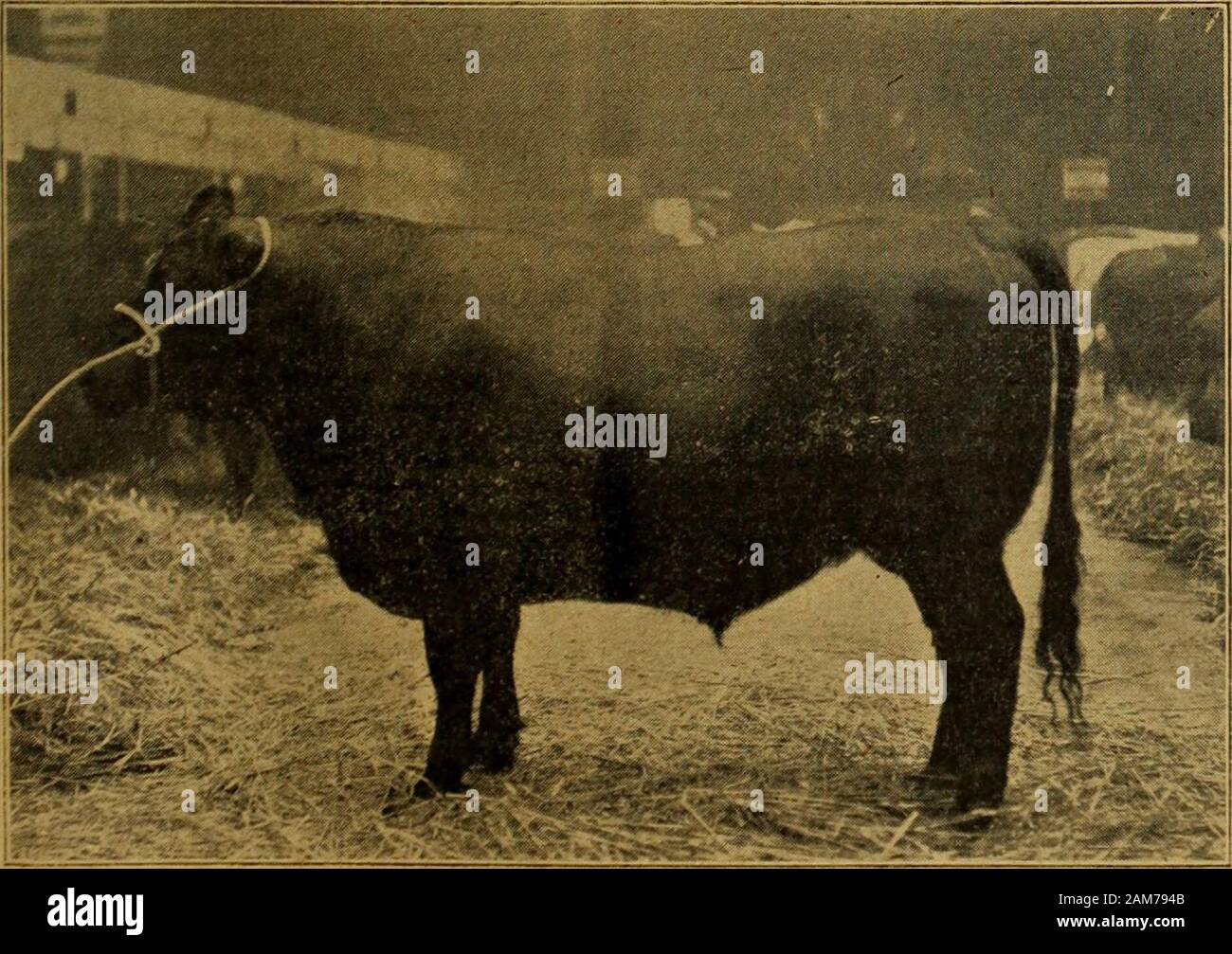 Die Mark Lane express, landwirtschaftliche Zeitschrift &c. Shropshires.- Sir R. S. Coopers ob -. Beste Kugelschreiber von Cross-Kreuzungen. - Mr. T. Rushs Lämmer. Schwerste pen von Lämmern. - Herr T.Rush (ti Cwt. 1 u, r. 3 lb.). Schweine. Beste pen von Schweinen. - Die Grafen von Ellesmeres große Whit - a; r, Herr Alfred Braun Berkshires. Richter. Vieh. Herefords, Devons, Walisisch, Kerries, und Extra Stork. - Herr F. W. Shuker, Scorrier, Cornwall; Herr J. H. Yeomans, Withmgt> n, Hereford. Shorthorns, Schotten und kreuzt. - Herr W. S. Ferguson, Pictstouhill, Perth, N.B.; Herr H.W. Woods, Ivydtne, St. Andrew s Road, St. Annes-ou-Meer. Schafe. Herr A. Bradburne, Stockfoto