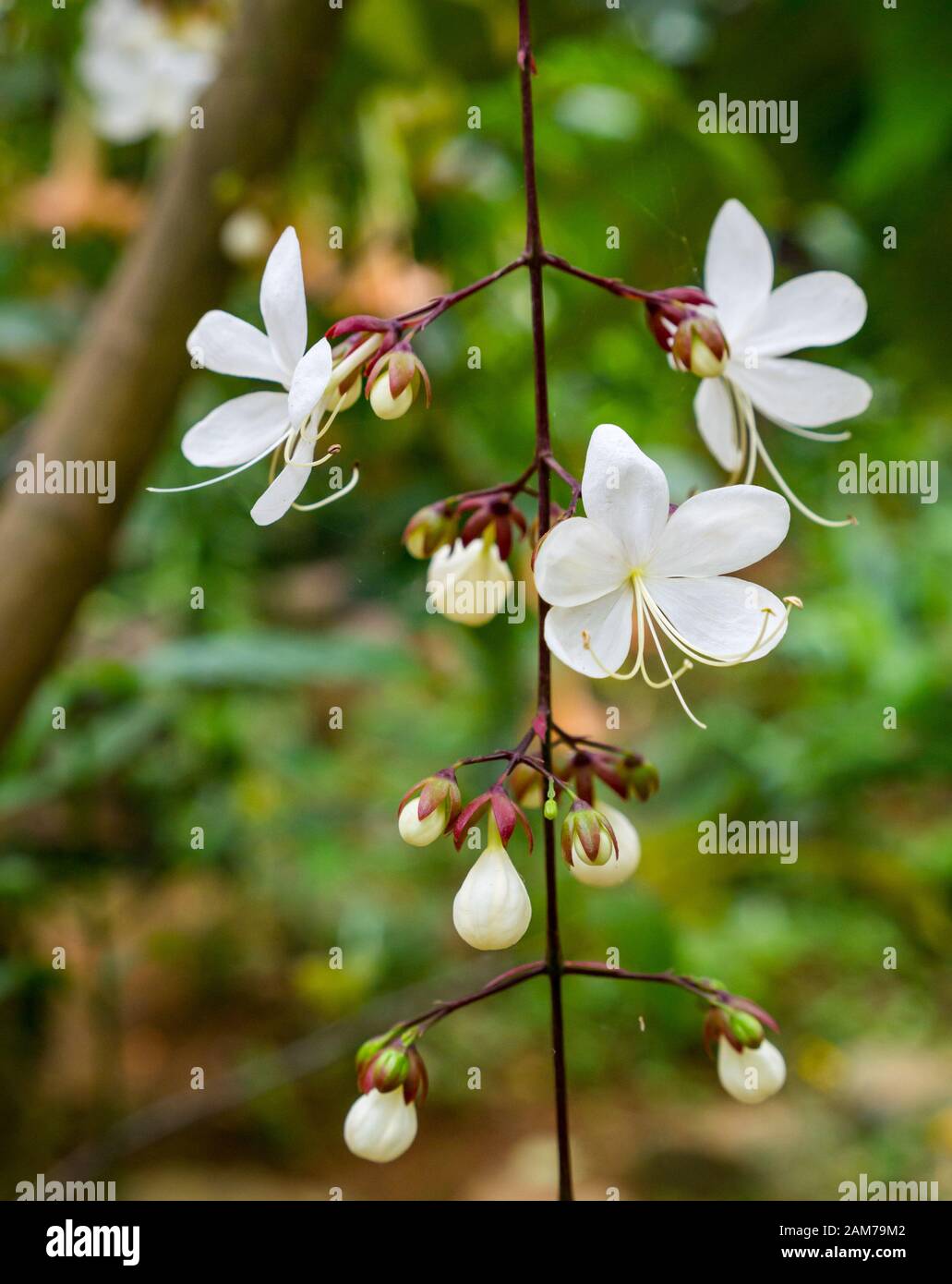 Hübsche weiße Blumen auf Ketten der Glory Plant, Clerodendrum schmitii, Tam Coc Garden Resort, Ninh Binh, Vietnam, Asien Stockfoto