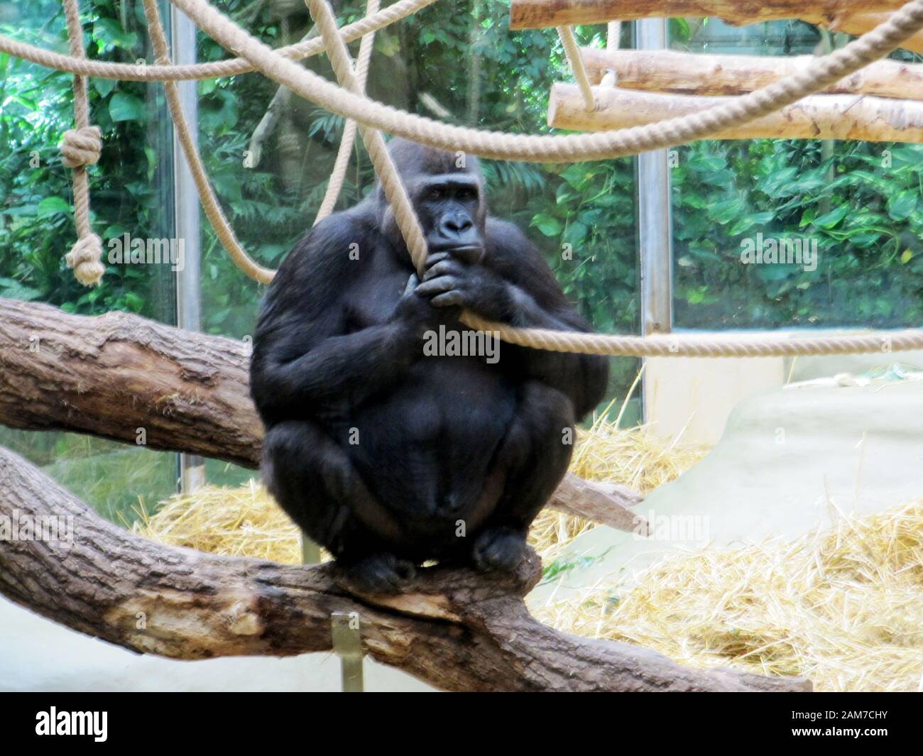 Blick auf einen westlichen Flachlandgorilla aus der Familie der Primaten der Menschenaffen, Hominiden Stockfoto
