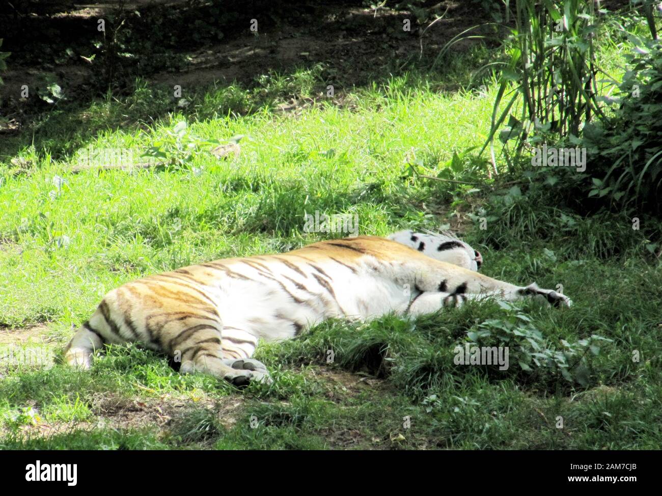 Der sibirische Tiger Panthera tigris altaica, auch Amur Tiger oder Ussuri Tiger genannt, ist eine Unterart des Tigers und die größte lebende Katze im wo Stockfoto