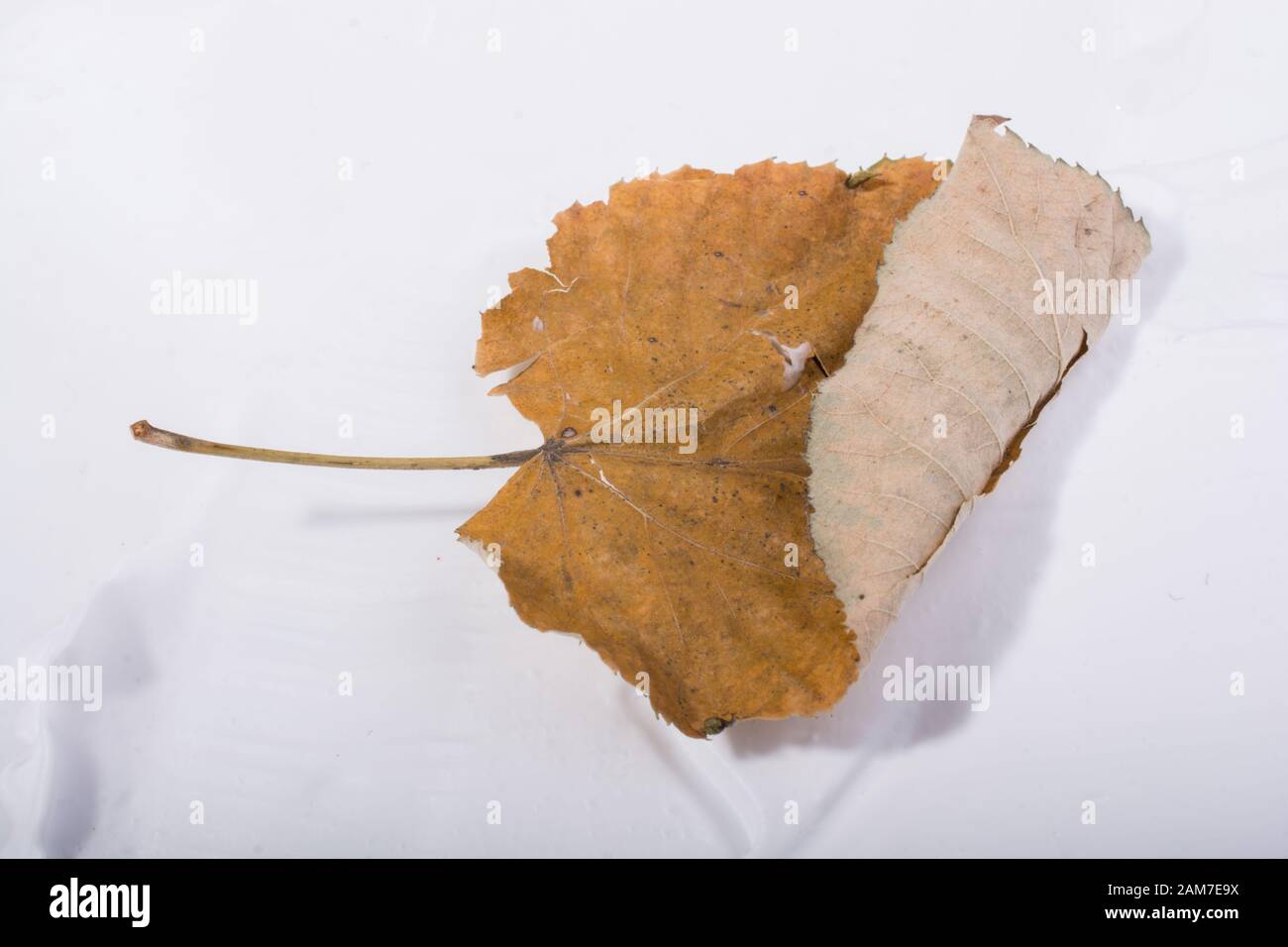 Eine separate welkes Blatt Herbst Mal Stockfoto