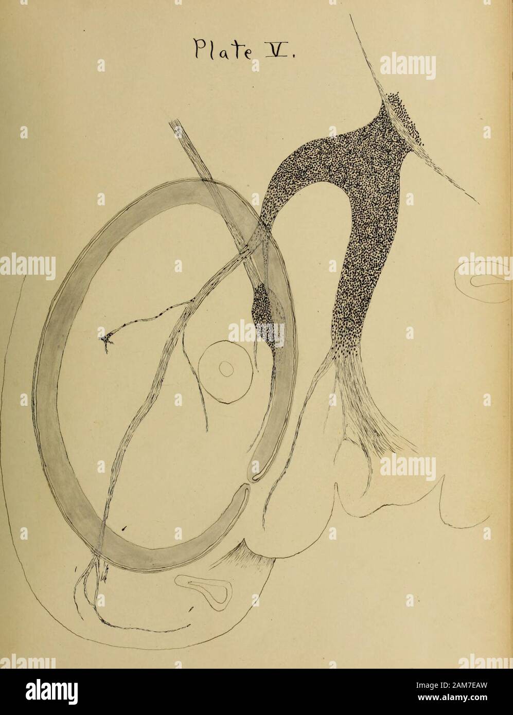 Nervio trigemino mandibular Fotos und Bildmaterial in hoher Auflösung