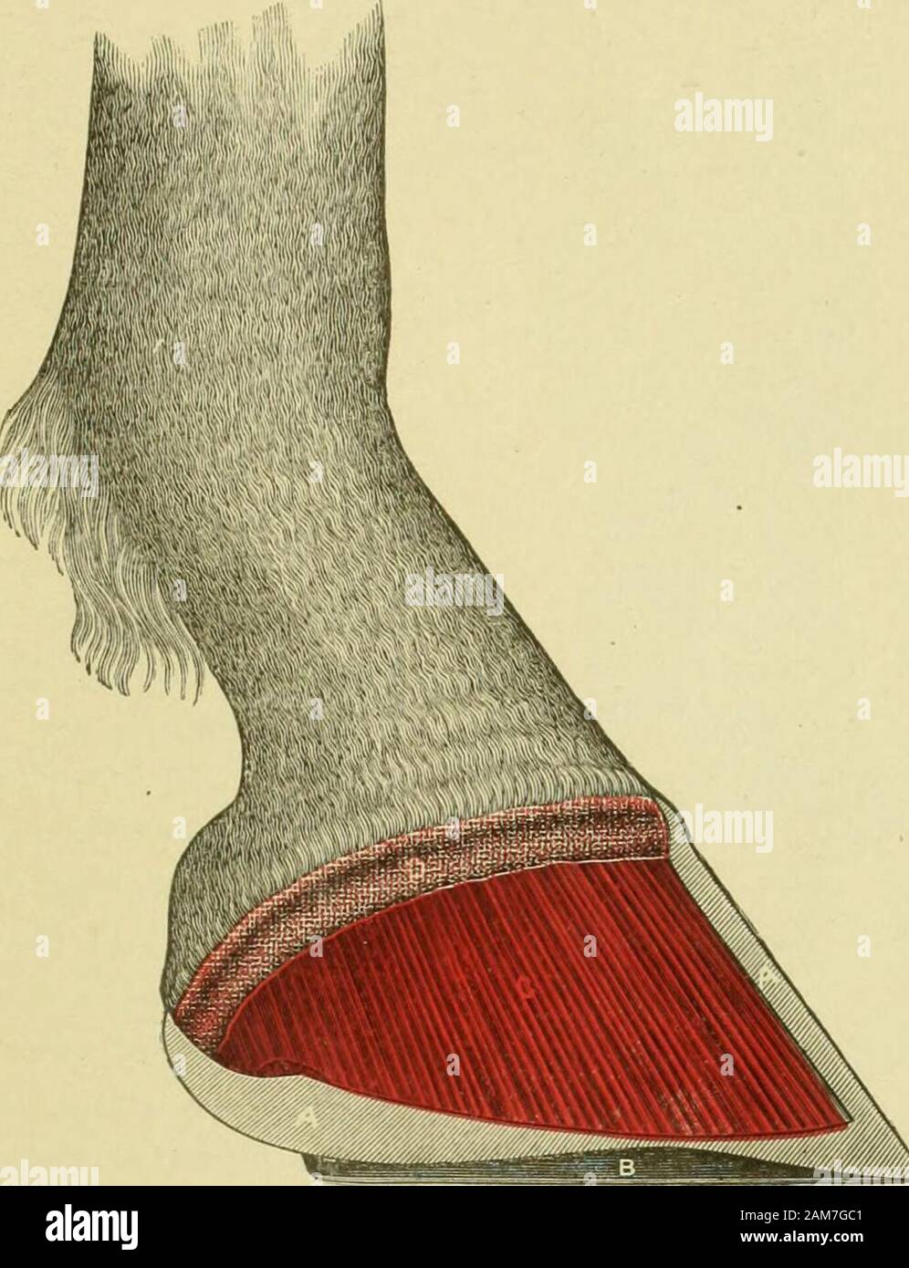 Vorschriften und Anweisungen für die Behandlung der Krankheit der Füße und Beine des Pferdes. Abb. 5. mittlere Partie des vorderen Ziffer, die von der Basis der Fuß der Kanone Knochen, die Anord- nung der Gelenk- und Muskel Apparates zu Kopf. Die gepunktete Linie durch die Mitte des digitalen Knochen zeigt Theline von Gewicht von oben nach unten, und Mark thenormal ans^ le des Fußes. Der Fuß des Pferdes. 85. Abb. 6. Seitliche Ansicht der äußeren Hälfte des rechten vorderen Fuß mit Wand des Hufes entfernt, zeigt zahlreiche Blätter DER SENSITIVELAMIXAL Gewebe. Ein Medianschnitt des Hufes, fortgesetzt durch Stockfoto