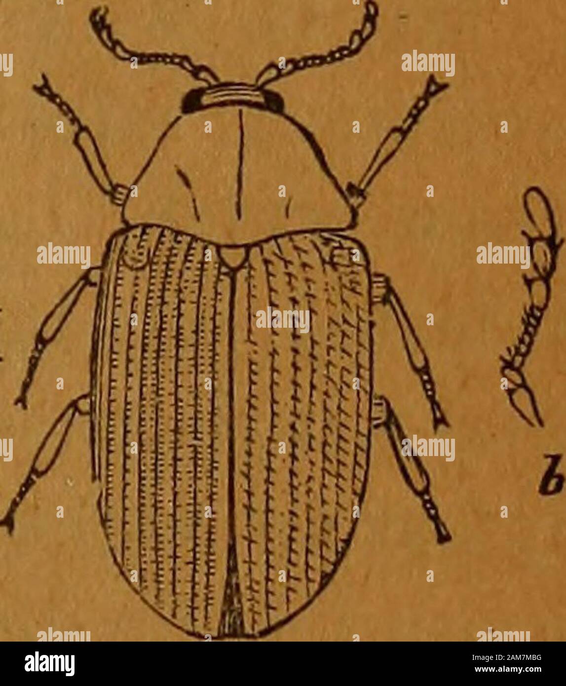 Jahresbericht des Regenten. für Winter Quarters. Der Käfer ist in Abbildung 29 dargestellt. Es ist von einem luteous Farbe; itseyes sind schwarz. Der Thorax ist markiert mit vier schwarzen Flecken, von denen thelargest ist zentral in der Nähe der Hinterbeine Marge. Thewing - Abdeckungen haben sieben schwarze Punkte, von denen zwei arecommon auf die beiden Abdeckungen. Es ist sehr unterschiedlich in der Größe - das größte measuringone 1/3 Zoll Länge. Die Larve wird als Gelb beschrieben, mit langen, braunen, verzweigte Dornen, in Reihen von je sechs seg arrangiert - Vogel^ EKiACHNAment, mit Ausnahme der ersten Brust- Segment, das hat nur bobbalis. (Afterfour. Seine Stockfoto