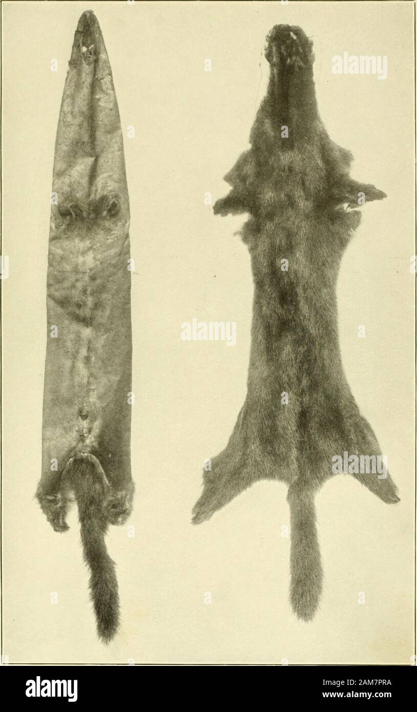 Bericht des Kommissars - United States Kommission von Fisch und Fischerei. überflutet durch steife, glänzende Haare etwa drei viertel Zoll lang. Die Farbe zeigt markedvariations Eine leichte Stumpf-gelblich braun bis dunkelbraun-ish Schwarz, aber ist in der Regel von einem reichen Dunkelbraun oder Kastanie brownglossed mit Schwarz. Es ist in der Regel etwas dunkler auf dem Oberen partsthan unten, der Rücken und der Schwanz sind die dunkelsten, und der Glanz ist alsomost in das Fell des oberen Teile gekennzeichnet. Die Erlesensten sind nearlvblack, die Angleichung der desiral) Le Farbtönen von Sal) Le, da diese generallyfrom New England, Th Stockfoto