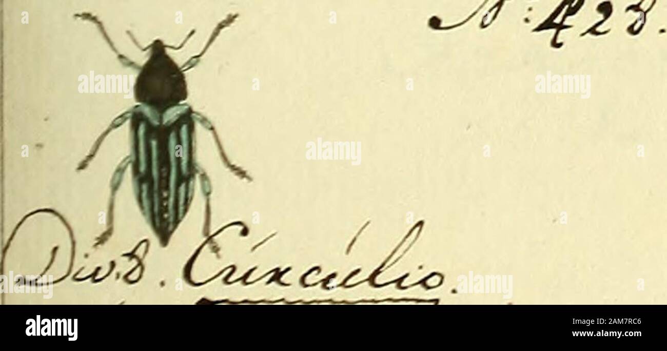 Entomologie, ou Histoire Naturelle des Insectes: avec leurs caractères ...