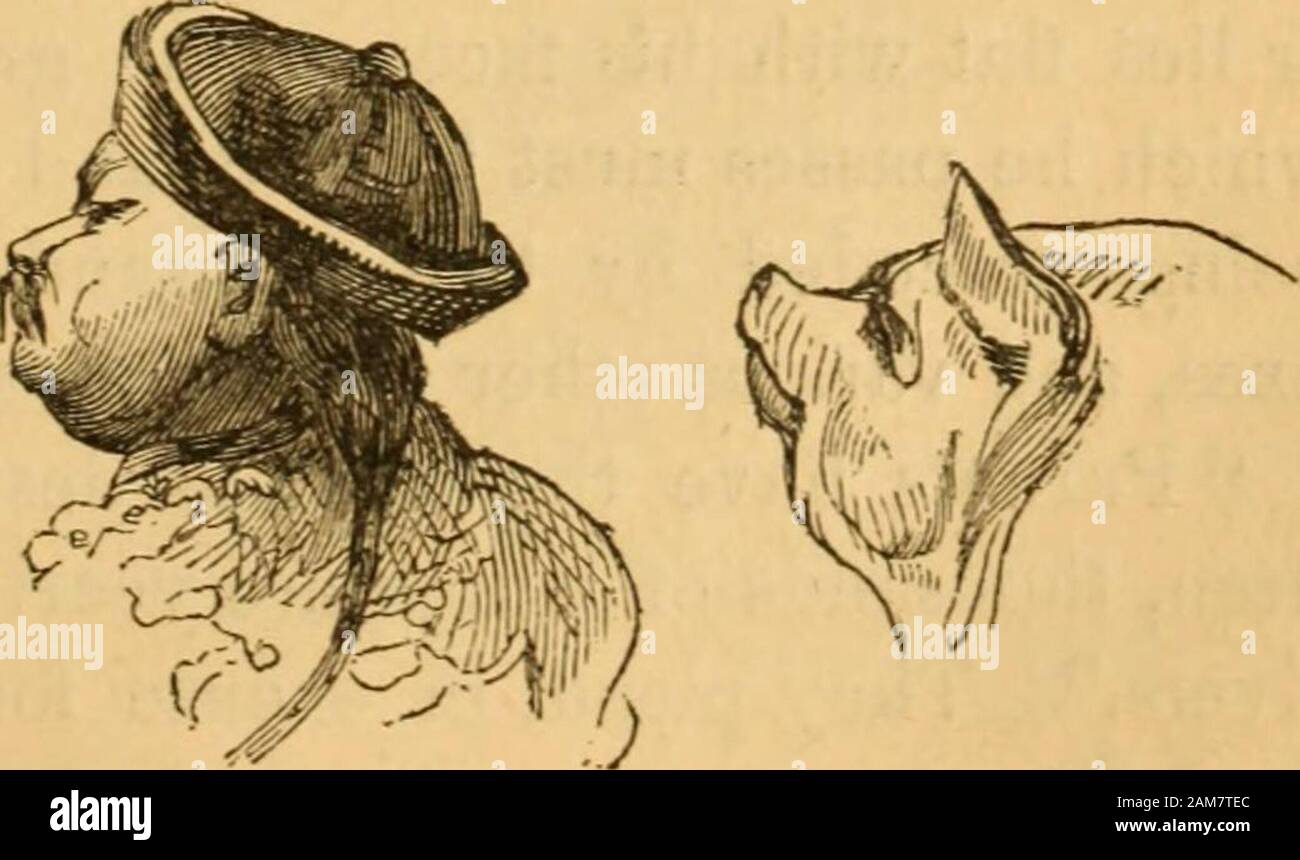 Vergleichende Physiognomie; oder, Ähnlichkeiten zwischen Männern und Tieren. Attribute, die Neugier für andere, und das hält hissecretiveness in einem konstanten Zustand der Erregung; und es ist withgreat Zurückhaltung, er öffnet die Tore des Himmlischen em-Pire zur Erde geborene Ausländer. Die beiden Fakultäten gerade gesprochen der Hog und den Chi-nisch ein Bergbau und forschen Disposition das Gegenteil ofthat, die in der Bezeichnung des Letzteren impliziert ist. Werden sie für immer besetzt bei der Erlangung der Notwendigkeiten des Lebens, die durch andere exceptwhen geliefert und dann zeigen Sie extraordinaryfaculties der Ruhe und Slee Stockfoto