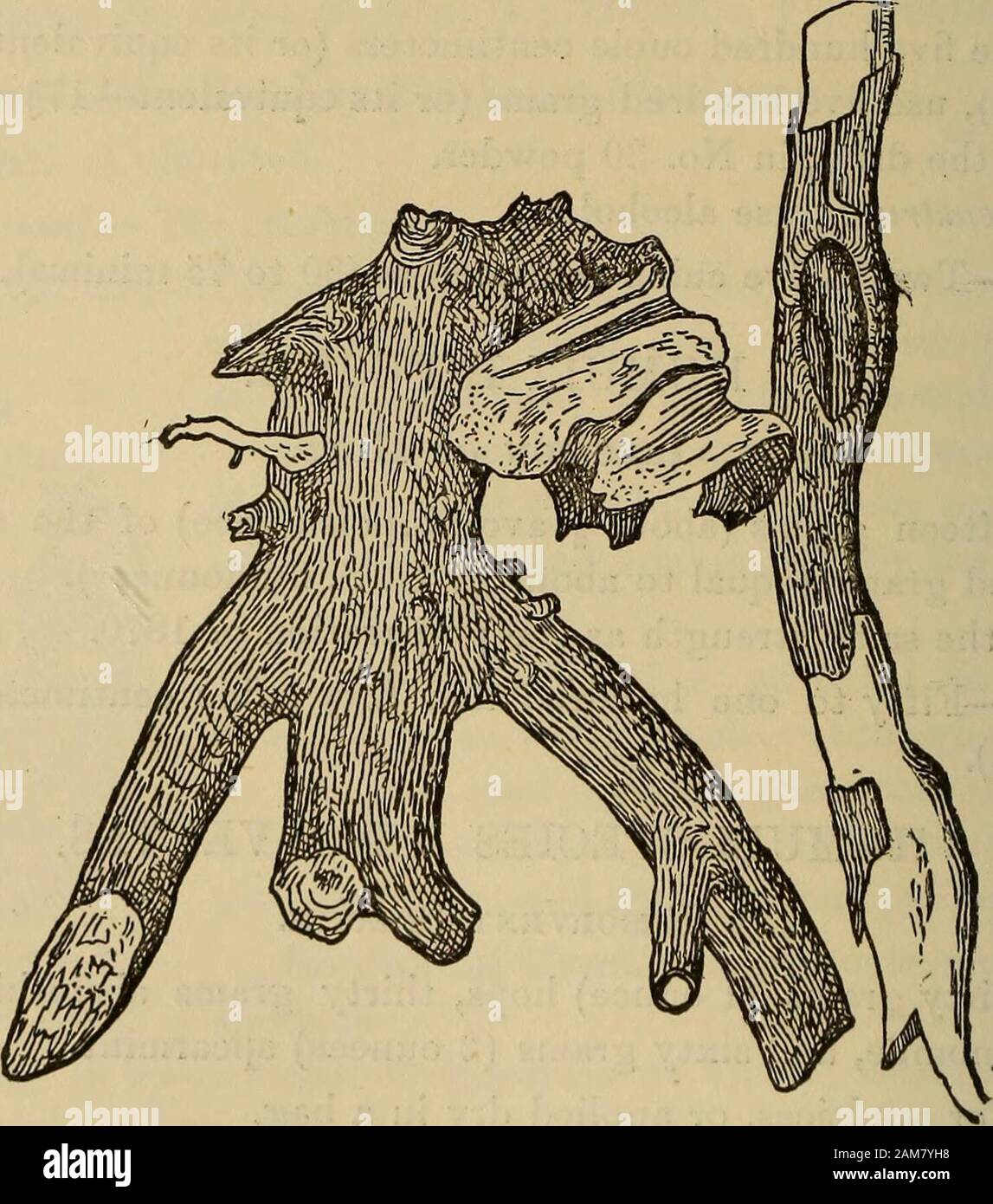 Ein begleiter in die Vereinigten Staaten pharmacopia;. Ers (1 J zu 5 fluidounces). Resolvent RESOLVENTES HUMULI Arten, Arten. Mix 30 Gramm angegeben (1 Unze) Hopfen, 30 Gramm absinthium, thirtygrams Kamille und 60 Gramm (2 Unzen) spearmint. für senfpflaster oder trocken in einem Beutel. HUMULI TINCTURA; US Tinktur von Hopfen. Befeuchten Sie 60 Gramm (2 Unzen 50 Körner) Hopfen, in Nr. 20 Pulver, mit hundert und Zwanzig cram (ca. 4 |----- fluidounces) Verwässertes al-cohol; es dicht verpackt in einem zylindrischen Percolator, und es sickert withdiluted Alkohol bis drei hundert Gramm (10 Unzen 255 Körner, ora Stockfoto