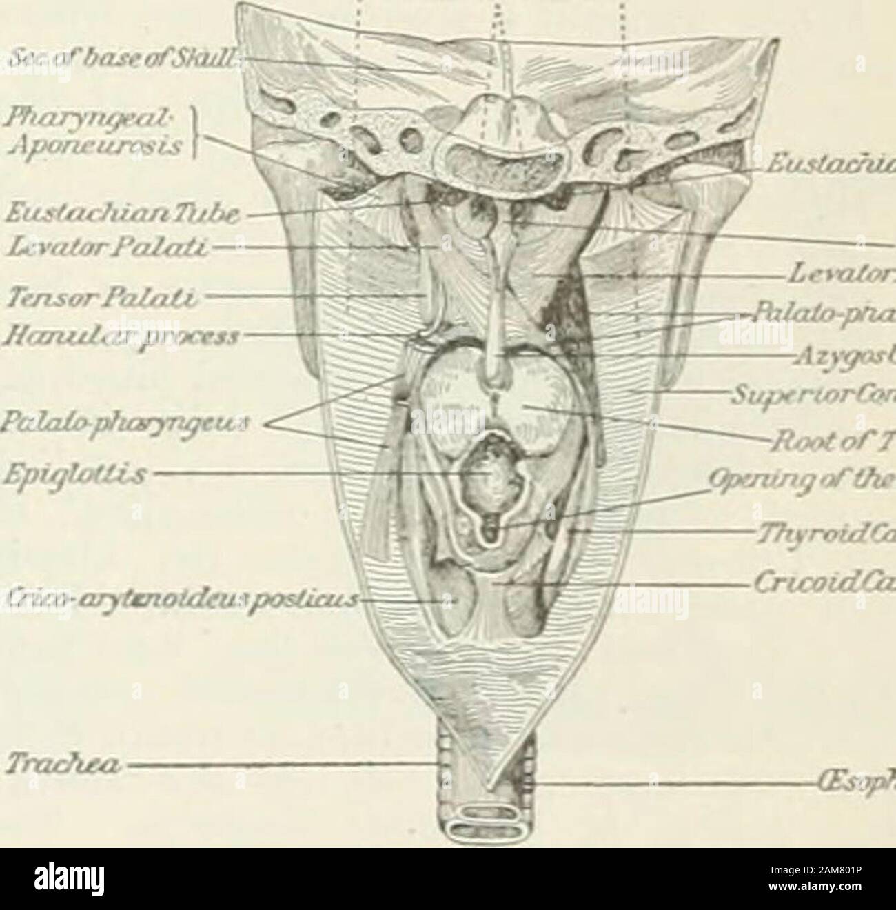 Die neue Internationale Enzyklopädie. ecomes Kontinuierliche witli theesophagus (q.v.). Seine Länge ist etwa vier inchesand eine Hälfte; es ist breiter in der transversalen thanin seine antero-posterioren Durchmesser und seine Enge - est Punkt liegt bei seiner Beendigung in der fleso]) hagus. Sieben Öffnungen mit ihm kommunizieren, nämlich: diebeiden posterioren Nares oder Nase, am oberen Teil des andfront pharj-nx; die zwei Eiislacliiantubes, Öffnung auf die äußeren Ränder des Vorjahr-ing Öffnungen; die Mund und Kehlkopf; und theesophagus. Die Rachen besteht aus einem externen Mus- Mantel; eine faserige Mantel genannt Thep Stockfoto