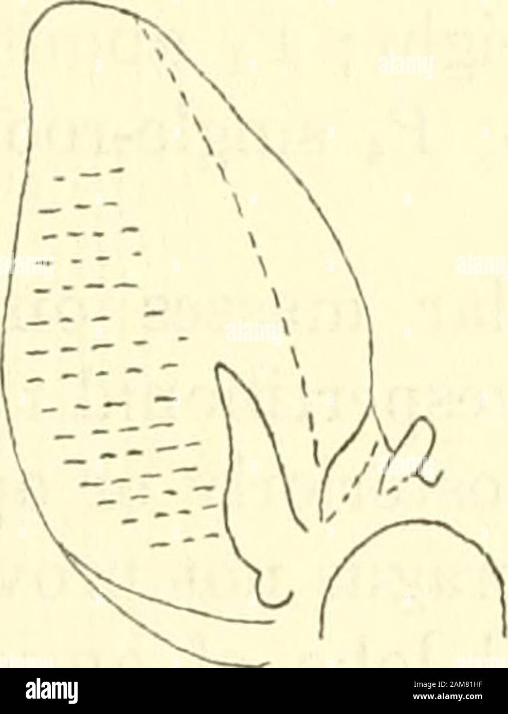 Verfahren der United States National Museum. ANTERIOR LOBE CONNECTINGMEMBRANE ANTERIORBASAL BASALLOBE ZUBEHÖR PLECOTUS (IDIONYCTERISl PHYLLOTISAMNK62260MCZ 5943. Abbildung 9: Variation in der Ohrmuschel und ihre Anhängsel in Plecotus. Frei hand Skizzen. Wurden sehr früh abgeleitet und hatte eine lange Zeit danach von in-abhängige Entwicklung und Spezialisierung. Systematische TreatmentKey zu den Gattungen Euderma und Plecotus posterioren basal Ohrläppchen Ohrmuschel befestigt auf Basis der tragus; auditive Bulla länglich (elliptische Kontur); P Fast so klein wie P; hypocone Spitze auf M* und M2 angegeben; niedrig Stockfoto