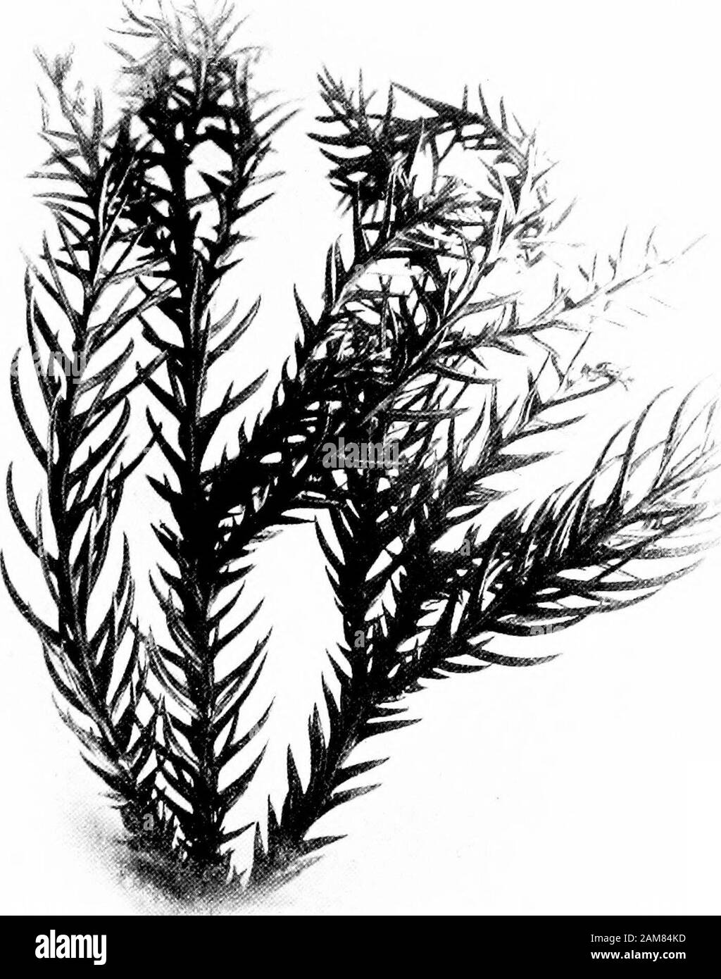 Bäume und Sträucher auf den Central Park. rylus und opsis). Sie areacutely herzförmigen, sind auf langen Stielen, haben serratedmargins, und sind stark Feather geädert. Auf theirundersides sind Sie Glaucous und Pubertierenden. Die fruitof der Strauch ist ein dehiscent Kapsel, enthält twoglossy-schwarze Samen. Der Bush ist ein Eingeborener von Japan andcertainly eine willkommene und charmante Einfuhr für ourparks. Cryptomeria Taponica. (Japan Zeder. Nr. 24) Inder midwesterly Teil der Wanderung gibt es einen kleinen Pfad, eine kleine Schleife in der Spaziergang, das gibt Ihnen ein süßes Ruhestand- von der Hektik der Stadt, und fast buriesyou Stockfoto