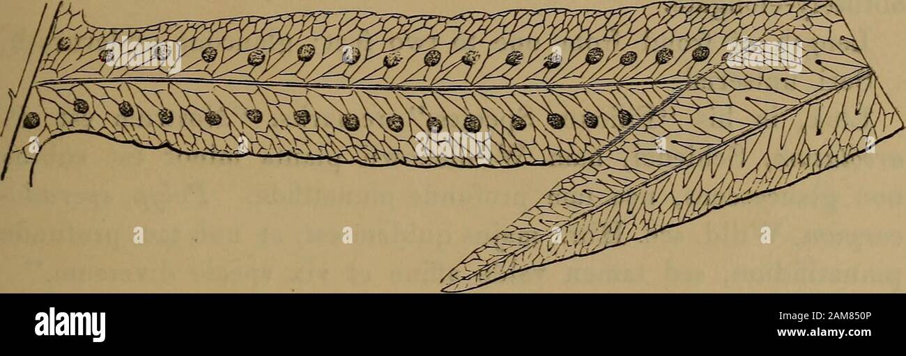 Farne: Britische und exotisch.. . ODIUM APEOLATUMXII POLYl-VOL 2. Ich. Teil der matui-e Wedel. POLYPODIUM AREOLATUM. Humboldt und Bonpland. Kunze. Willdenow. Platte XII. VOL. Ii. Poly Podium, sporadocarpum Ckrysopteris sporadocarpa, Phlehodium Areolatum. Link, [nicht von WILLDENOW.) Link. Gebühr? Der Gärten. Poly Podium - Polypody. Areolatum - In bezug auf den Warzenhof; Im Abschnitt Phlebodium der Autoren. Eine interessante, obgleich ein unvollkommen bekannten Arten, beingseldom in Sammlungen gefunden. Es scheint eine weitere delicateFern zu sein als die meisten anderen im Abschnitt Phlehodiwn. Someauthorities betrachten es nur als Stockfoto