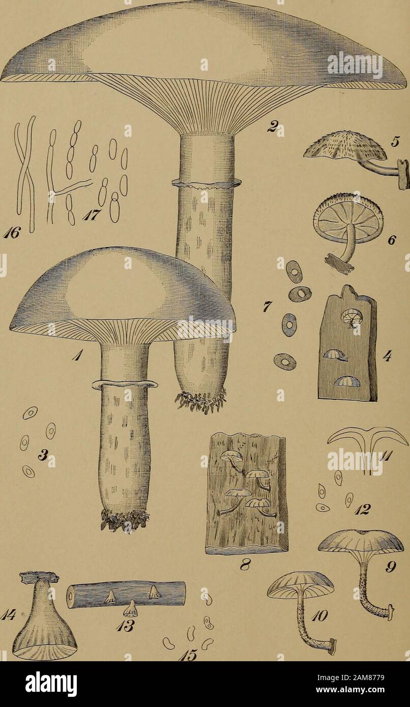 Geschäftsbericht der Regenten . Erläuterung VON PtiATfi 1 PdLYPODIUM VULGARE L. VAR. CRI8TATUM LOV)^. Abb. 1. Eine Fronte, die die obere Fläche zeigt. Abb. 2. Eine Fronte, die die untere Oberfläche mit ihren Fruchtpunkten zeigt. Abb. 3. Der schleichende Rotstock. Abb. 4. A Spore x 400. State Museuni, 44. PILZE. Platte 2.. Erklärung DER PLATTE 2 Armillaria viscidipes Peck, Abb. 1. Eine unreife Pflanze.Abb. 2. Eine reife Anlage.Abb. 3. Vier Sporen x 400. Crepidotus distans Peck. Abb. 4. Stück Rinde mit drei Pflanzen. Abb. 5. Eine Pflanze vergrößert, die die obere Oberfläche des Pileus zeigt. Abb. 6. Eine Anlage vergrößert, die die la zeigt Stockfoto