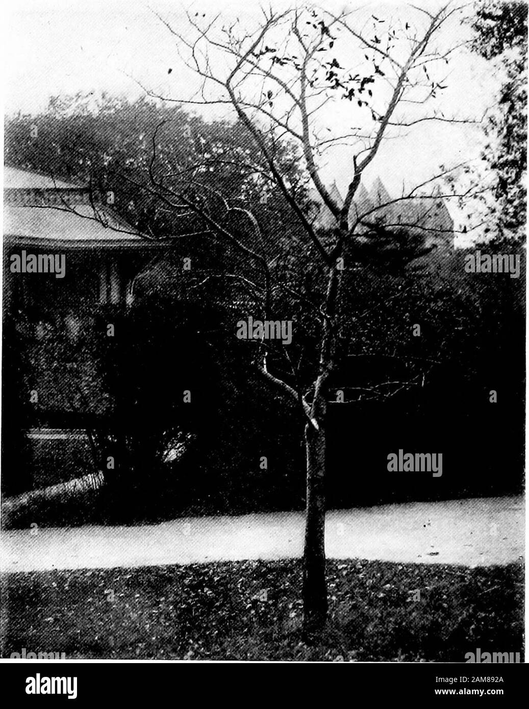 Bäume und Sträucher des Central Park. S sind einfach und rund gelappt. EIN wenig weiter kommen wir zu einer großen Masse von Steinschlag auf der rechten Seite (Norden) des Spaziergangs. Diese Masse ist das Mineral Spring House. Der schöne zwerfbergische Sumac umgarniert seine südöstliche Ecke.Dieser Sumac erkennt man leicht am Flügel alongthe Blattstiel und zwischen den Flugblättern. Auf dem Felsen und auf dem Rücken des Sumaches hebt eine alte schwarze Kirsche die schuppige schuppige Rinde. Unten im südwestlichsten Eckpunkt der Felsmasse befindet sich eine flüsternde Geschwätz, die das japanische Zebragras sammelt. Wie schön ist es, mit itshandsome Bands (gegenüber Stockfoto