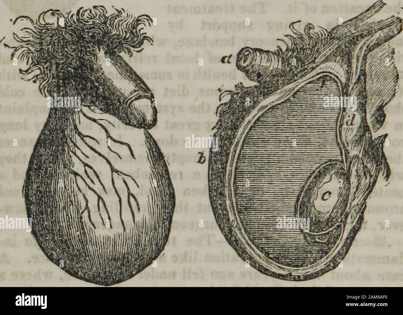 Porneiopathologie : eine beliebte Abhandlung über die Geschlechtskrankheit und andere Krankheiten des männlichen und weiblichen Genitalsystems: Mit Bemerkungen über Ohnmacht, Onanismus, Sterilität, Pfähle und Kies und Rezepte für ihre Behandlung . und letztere Funktion wurde ohne Muchverlust wiederhergestellt. Hydrocele.-Hydrocele ist eine Anhäufung von gelber se-rous-Flüssigkeit in der Tunica vaginalis testis (siehe die Engra-Vings in der nächsten Pee), oder peritonaler Bedeckung des Hodens. Es ist ein Krankheitsfall in jede Lebensphase, aber E-Mormnur bei erwachsenen Personen. Die gewöhnliche Hydrolatbildung ist schmerzlos unbeaufsichtigt; Stockfoto