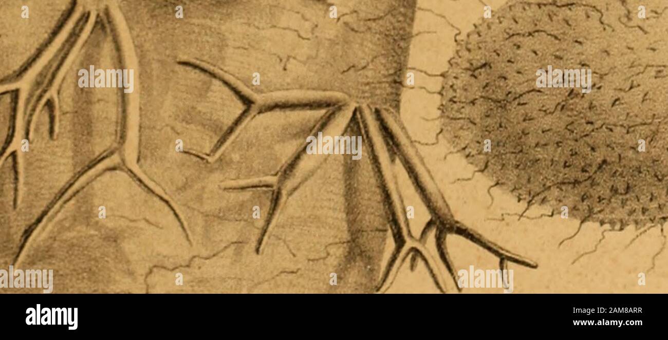 Nova Acta Physico Medica L I R Gt S Fei Lt Y Futcyc Die Metamorphose Der Ectosperma Clavata Vauchf V07 Franz Unger Aus Eiiner Mittheilung An Den Prasidente Der Academie Mit Einer Kupfertafel Nirgends Liegt
