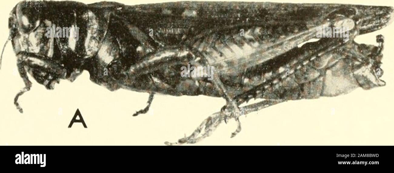 Proceedings of the United States National Museum . .., Melanoplus mexicanus, männlich, La Cumbre, Mexiko, b, c, M. bilituratus bilituratus, Männer: B, von Vancouver Island, British Columbia, Kanada; c, von Claydon, Saskatche-wan, Kanada, d, e, M. bilituratus vulturnus, Weibchen: D, von Stony Man Mountam, e. Shandoah, Nationalpark. Kans. PROC. U. NAT MUS VOL. 110 GURNEY UND BROOKS, PLATTE 2. Stockfoto