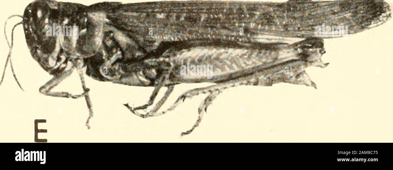 Proceedings of the United States National Museum . .., Melanoplus mexicanus, männlich, La Cumbre, Mexiko, b, c, M. bilituratus bilituratus, Männer: B, von Vancouver Island, British Columbia, Kanada; c, von Claydon, Saskatche-wan, Kanada, d, e, M. bilituratus vulturnus, Weibchen: D, von Stony Man Mountam, e. Shandoah, Nationalpark. Kans. PROC. U. NAT MUS VOL. 110 GURNEY UND BROOKS, PLATTE 2 Stockfoto